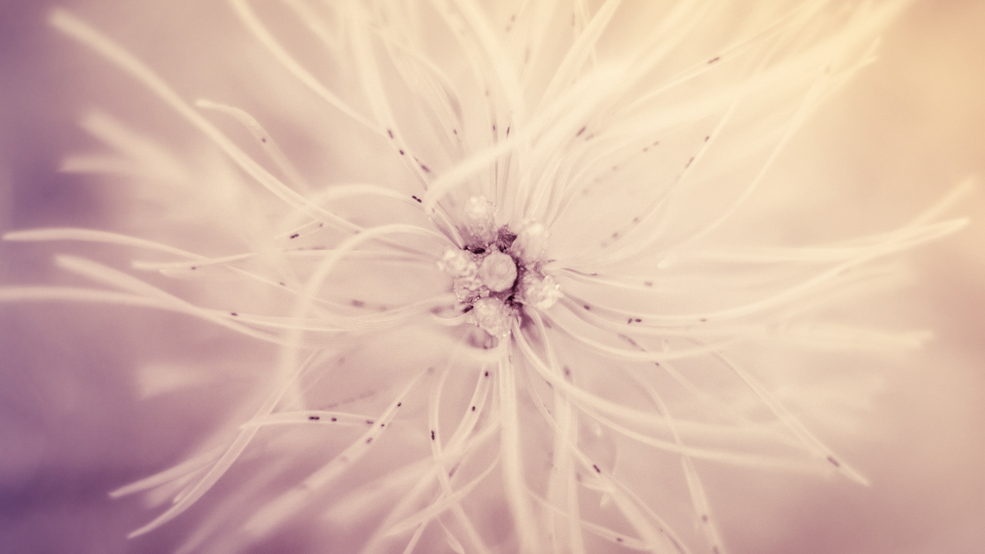 小清新,娇艳欲滴,十月二十九日,儿童桌面专用