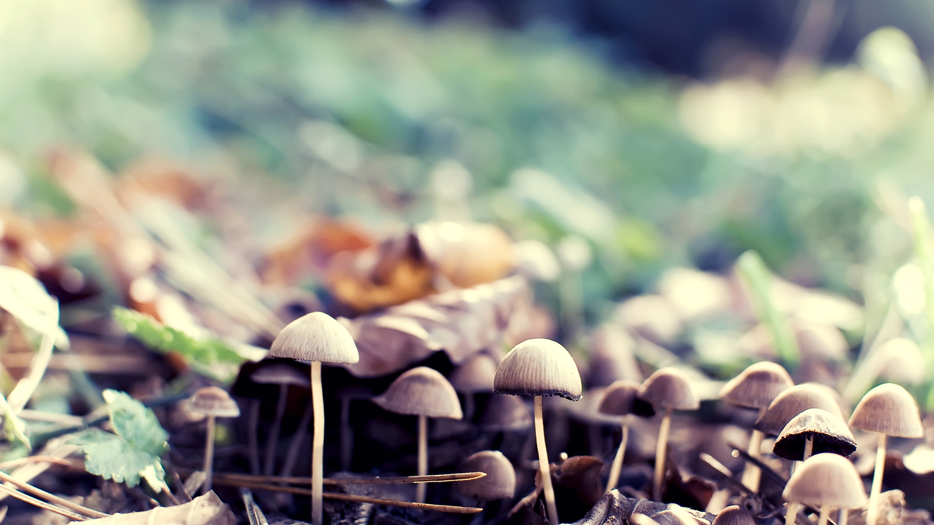 风景,秋意正浓,十月二日,儿童桌面专用