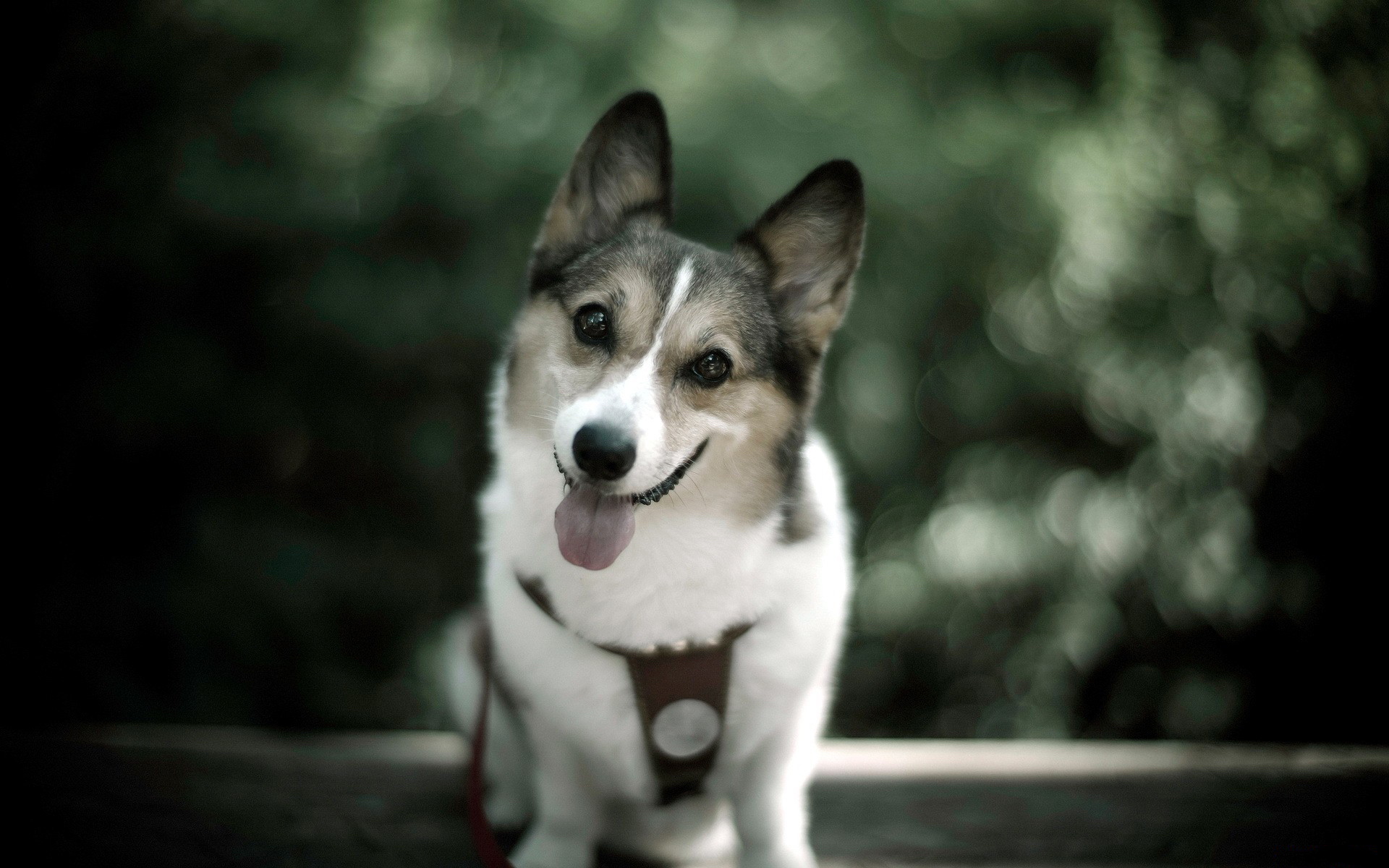 萌宠,卖萌图,十月二日,儿童桌面专用