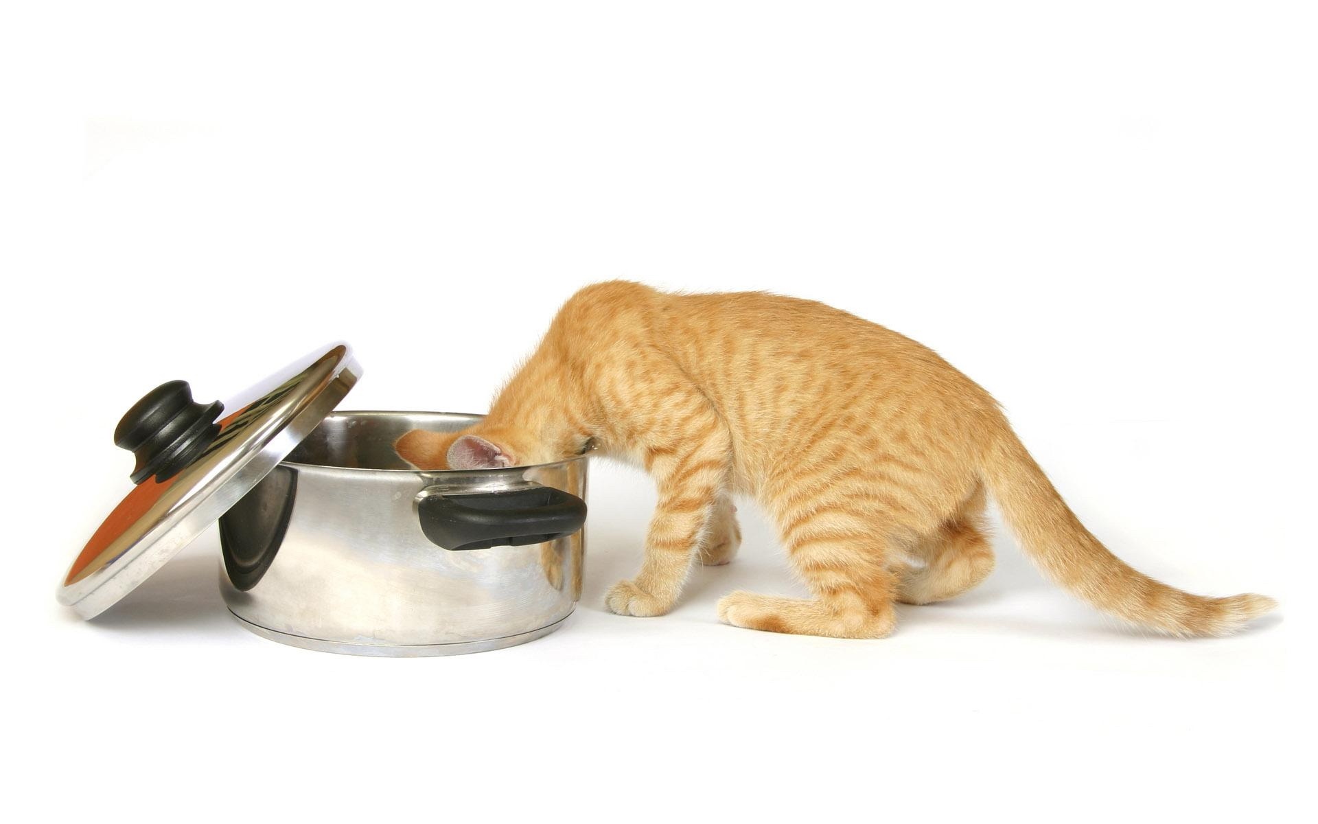 世界,名猫,宽屏,动物,高清,猫,儿童桌面专用