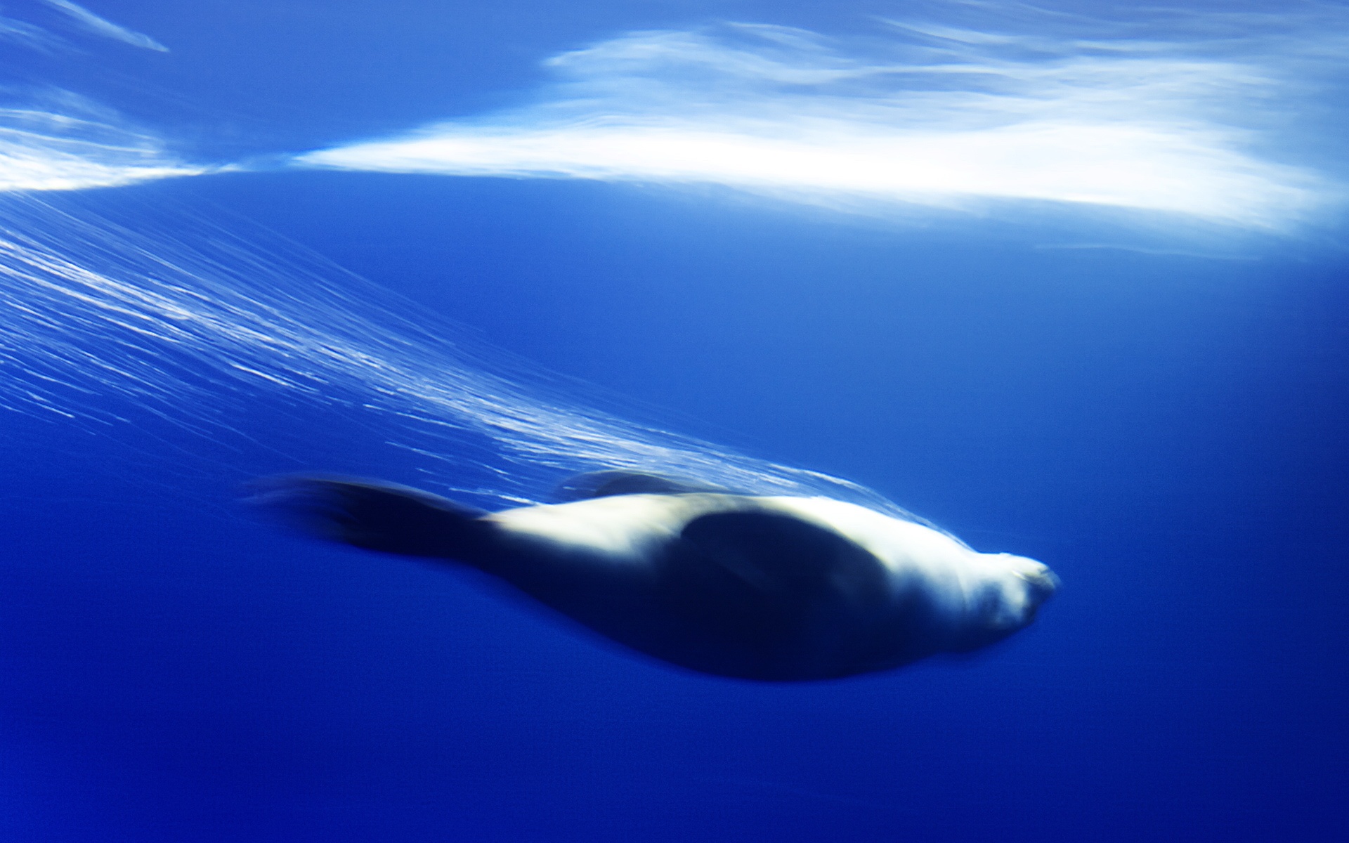 萌宠,鱼,海底世界,儿童桌面专用