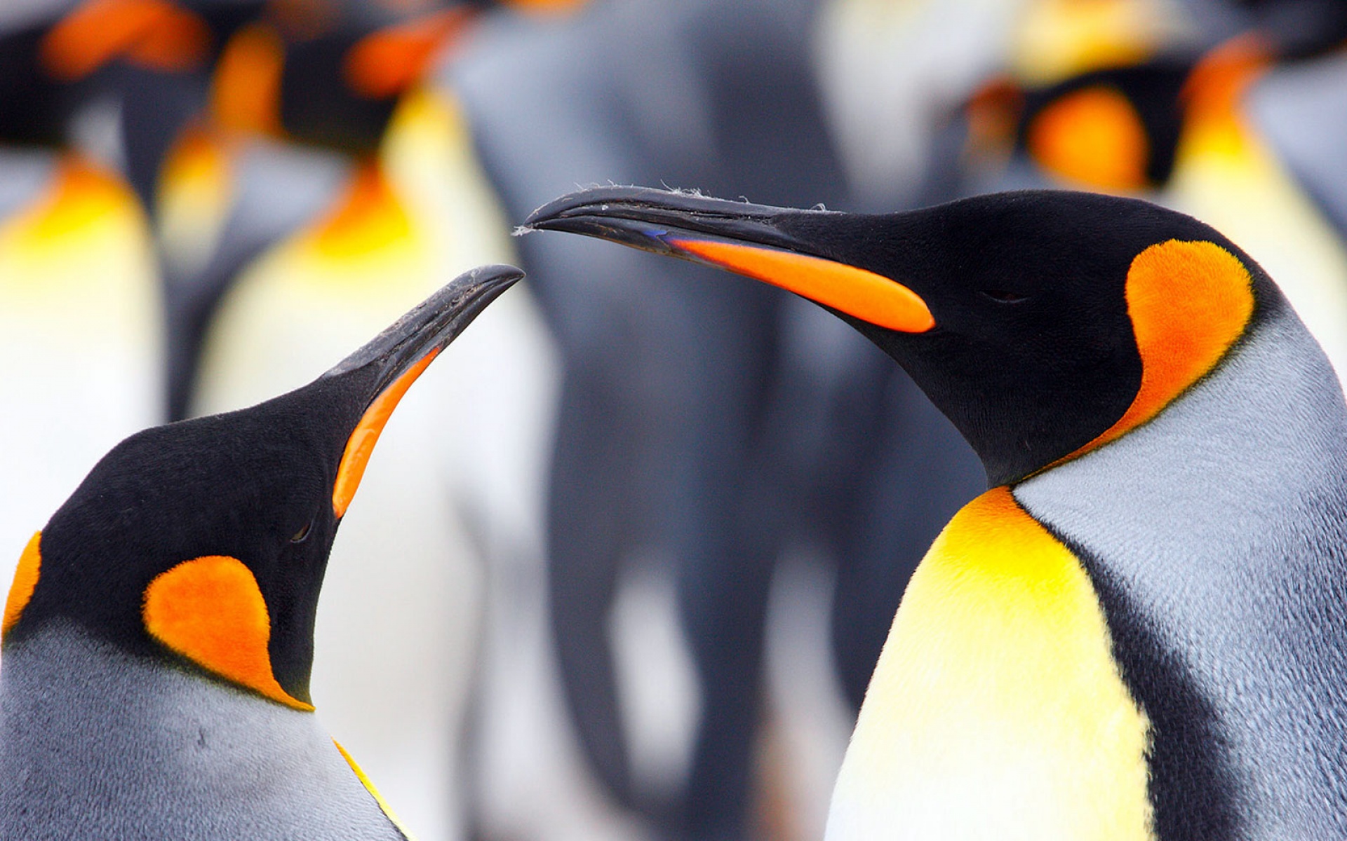 世界地理,动物,极地物种,儿童桌面专用