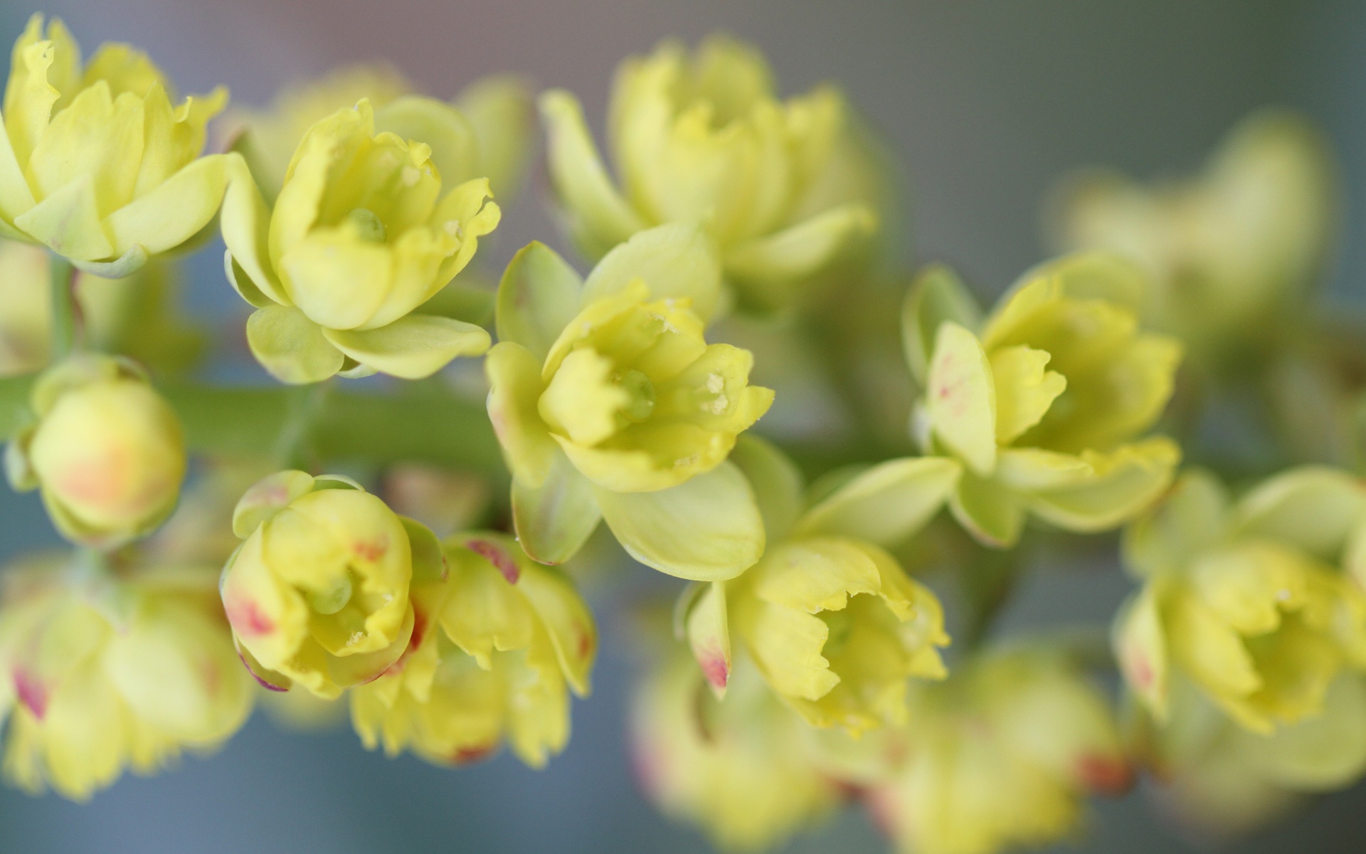 花园探密,植物,摄影,宽屏,儿童桌面专用