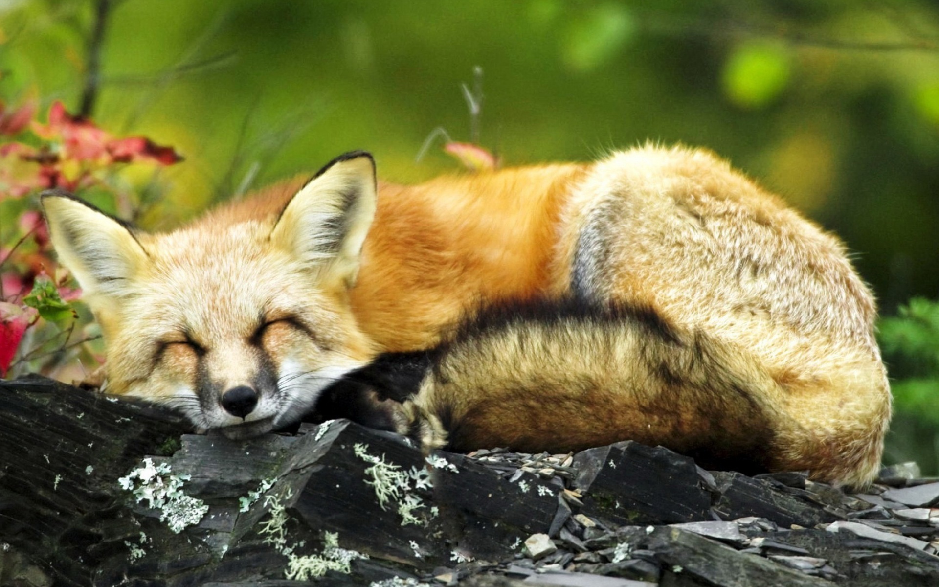 萌宠,护理,2012Y十月27D,儿童桌面专用