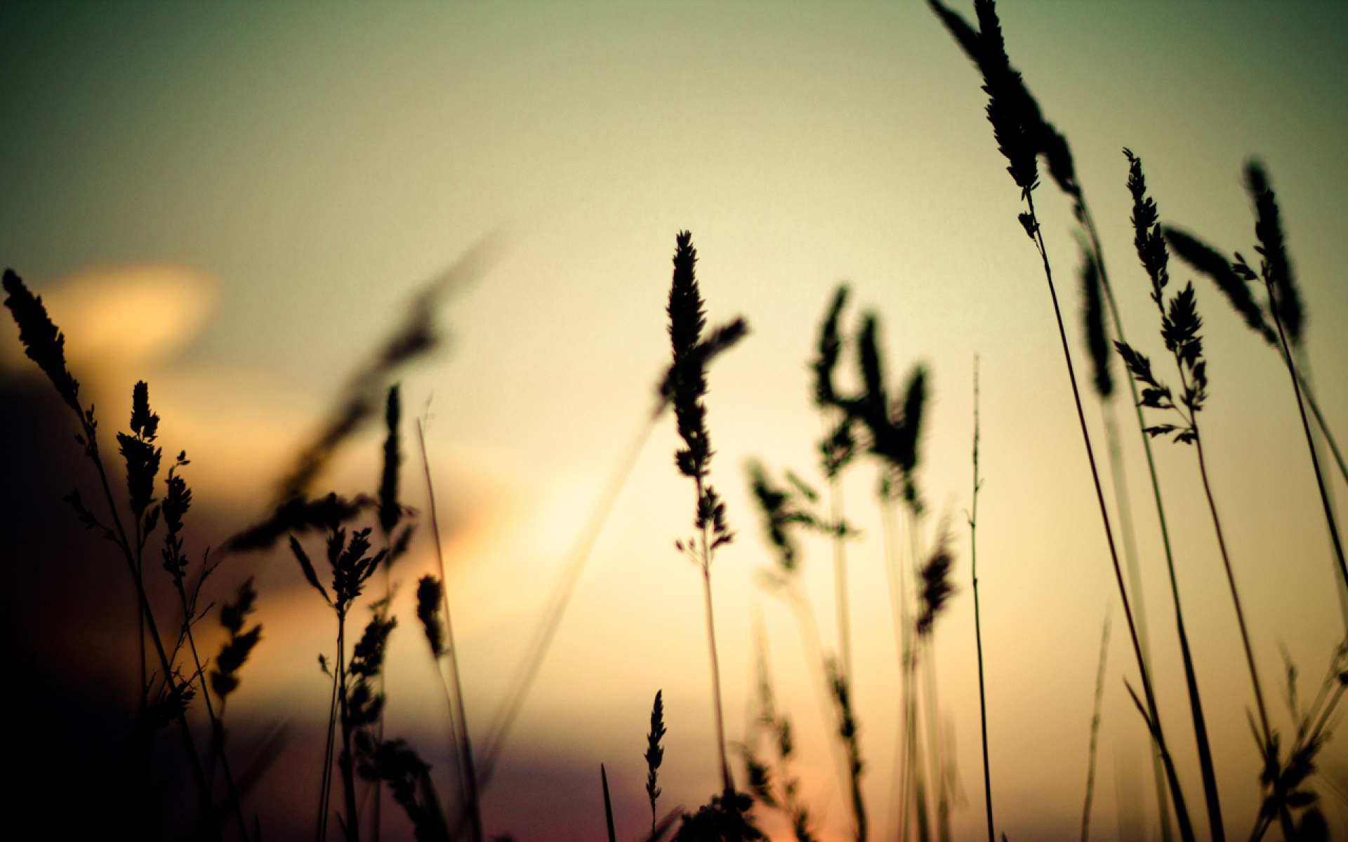 高清,植物,摄影,宽屏,微距,风光,风景,2012Y十月28D