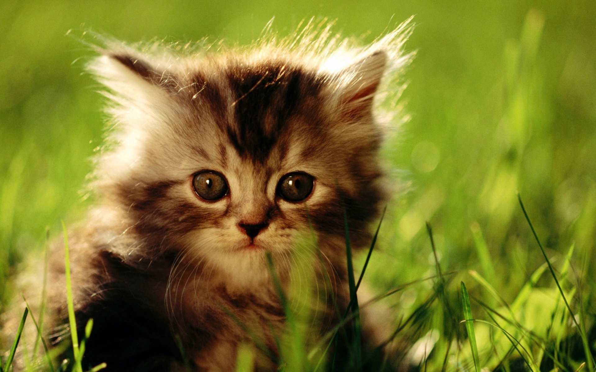 猫猫咪,可爱,猫,宽屏,1080p,动物,2012Y十月25D,儿童桌面专用