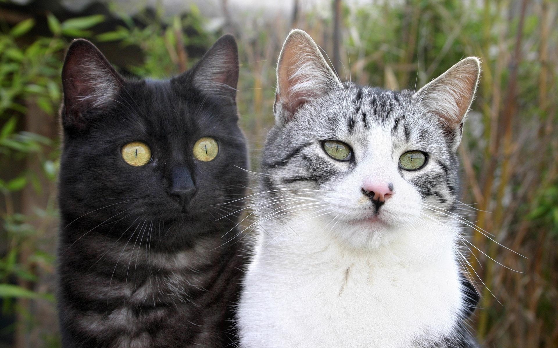 世界,名猫,宽屏,动物,高清,猫,儿童桌面专用