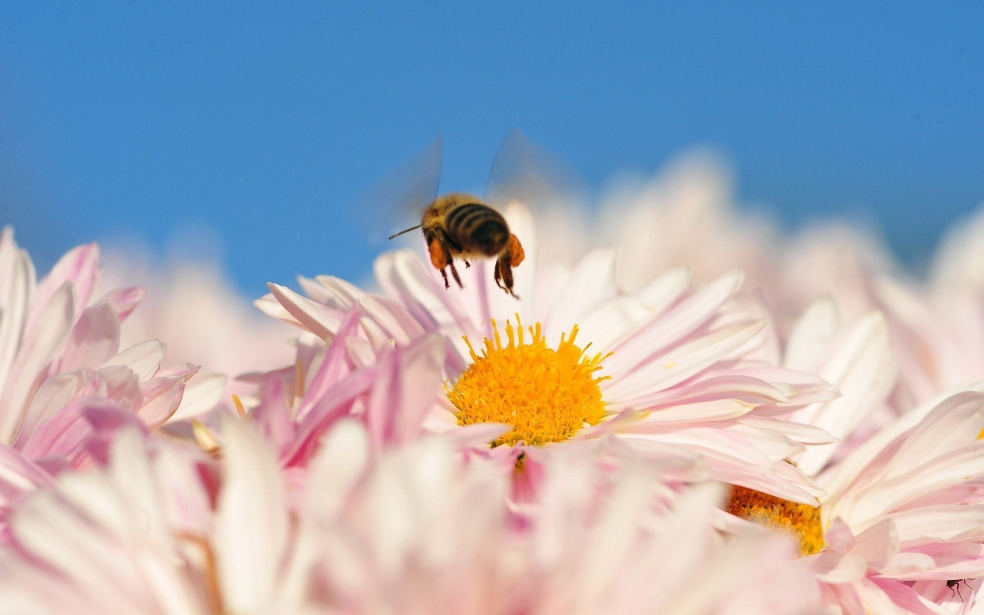 清新,植物,浪漫,美丽,昆虫图,蜜蜂,2012Y十月28D,儿童桌面专用