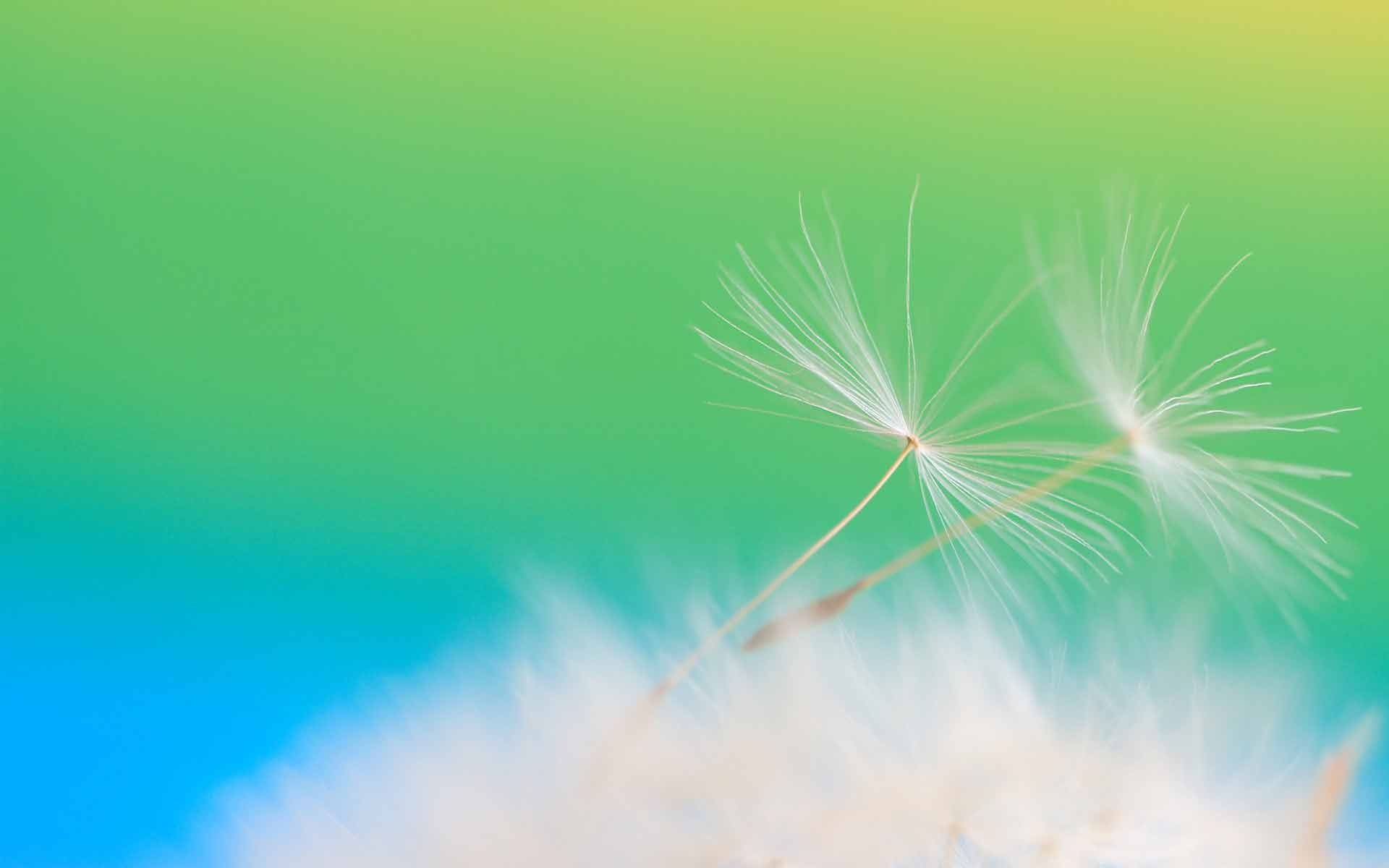 春暖花开,春天,花,植物,宽屏,2012Y十月26D,儿童桌面专用