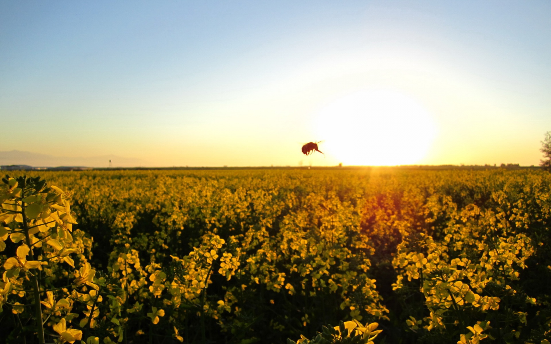 风景,落日余晖,2012Y十月27D,儿童桌面专用