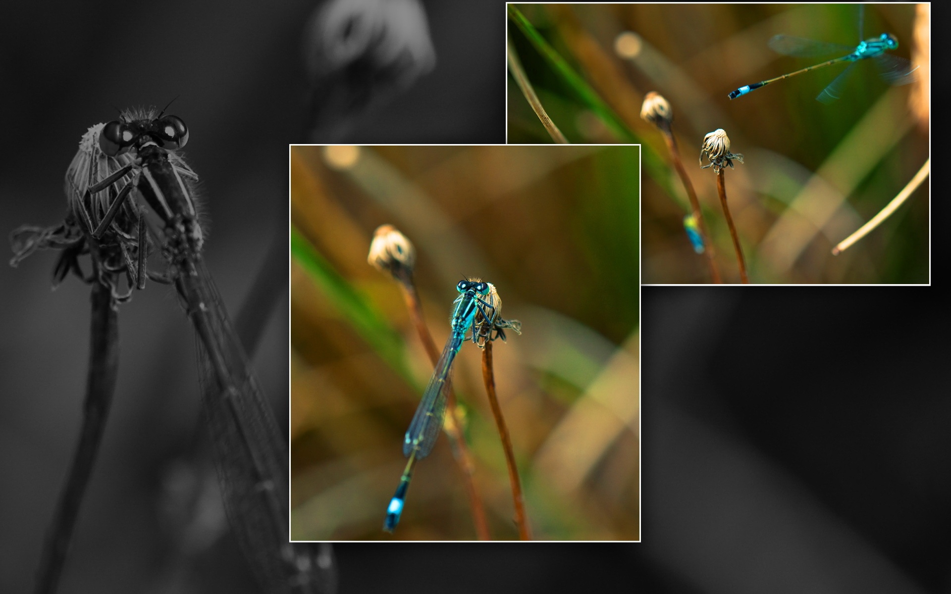 萌宠,蜻蜓,2012Y十月27D,儿童桌面专用