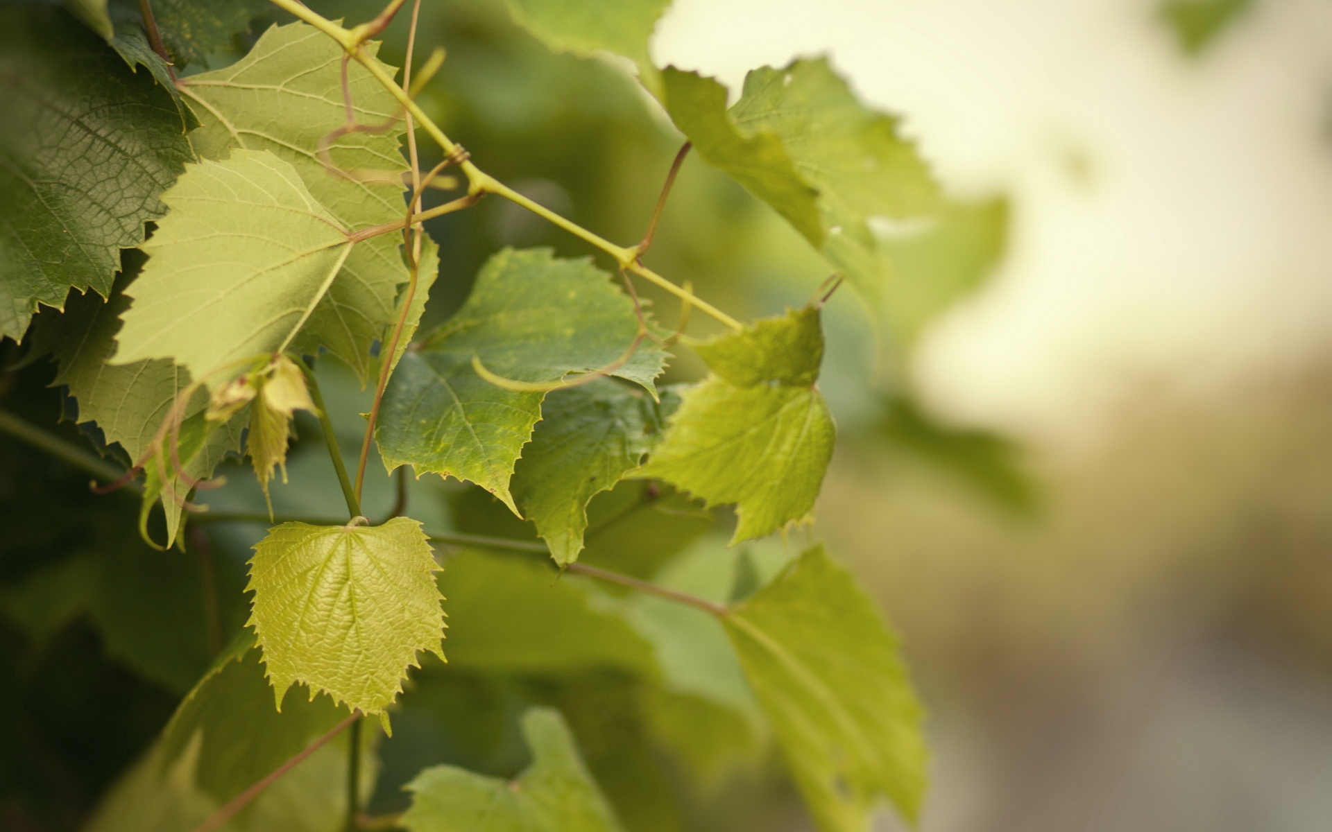 小清新,清新淡雅,树叶,绿色,植物,儿童桌面专用