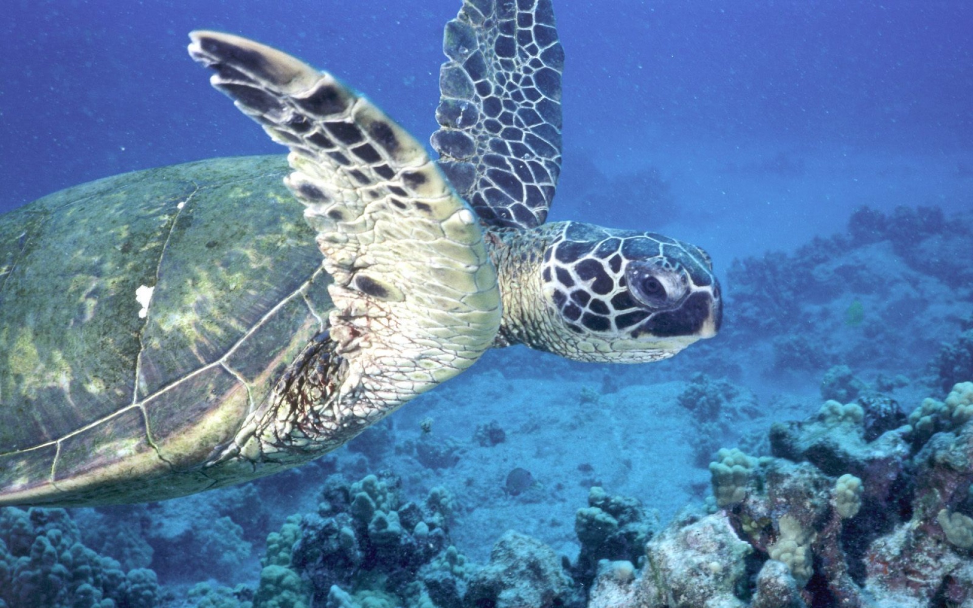 萌宠,海龟,海底世界,儿童桌面专用