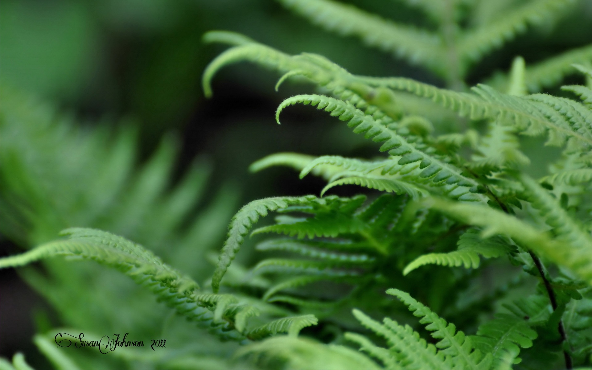 小清新,护眼壁纸,2012Y十月27D,儿童桌面专用