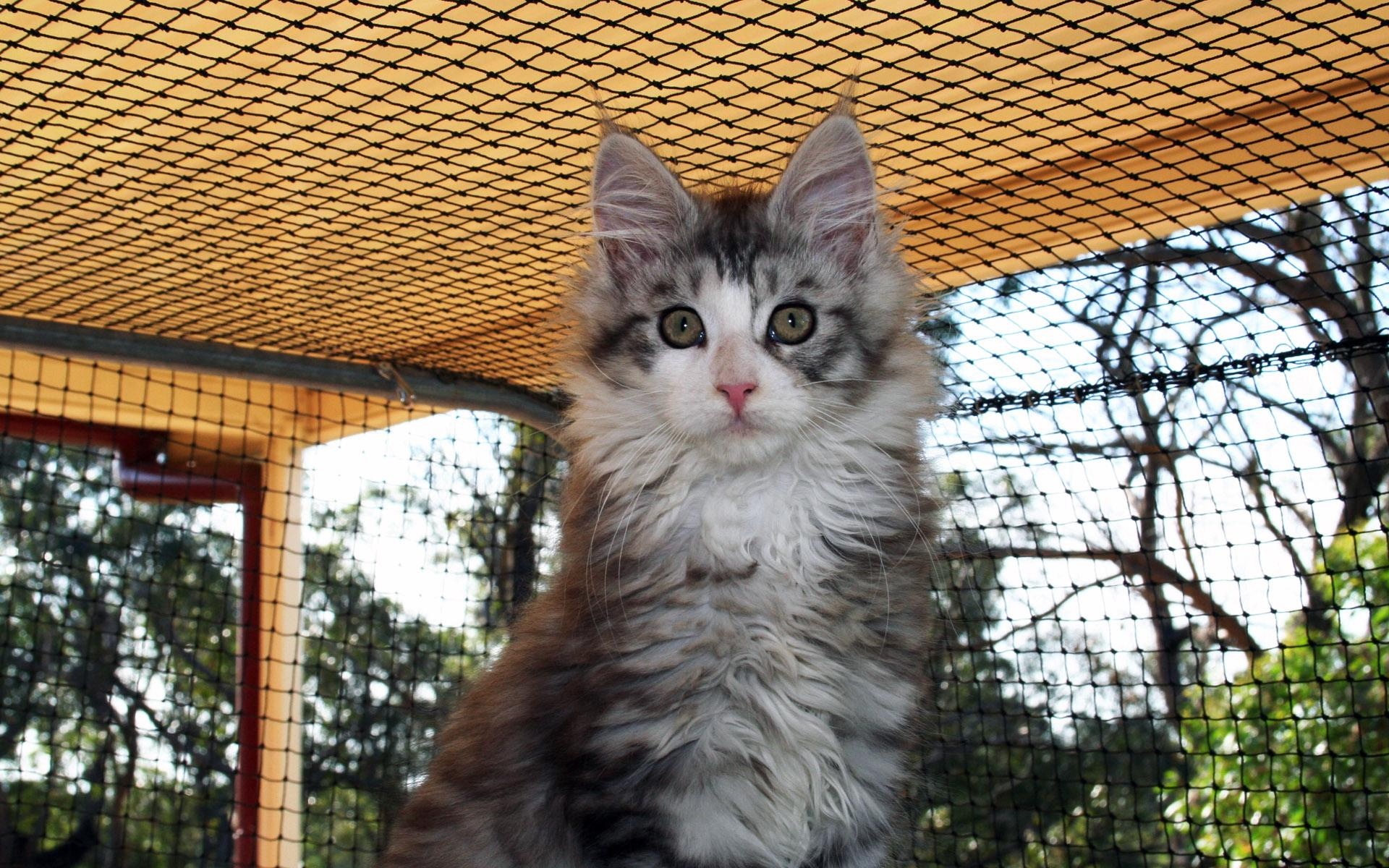 世界,名猫,宽屏,动物,高清,猫,儿童桌面专用