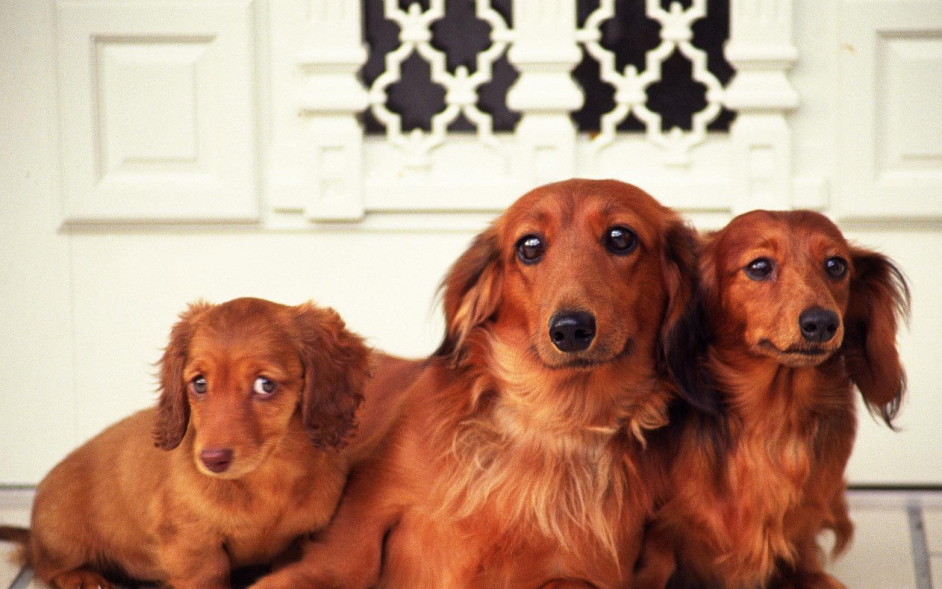 世界,名狗,动物,高清,狗,儿童桌面专用