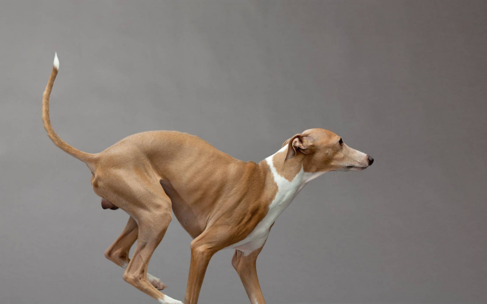 萌宠,汪星人国家地理杂志,2012年,二月,精美,摄影,2012Y十月27D,儿童桌面专用