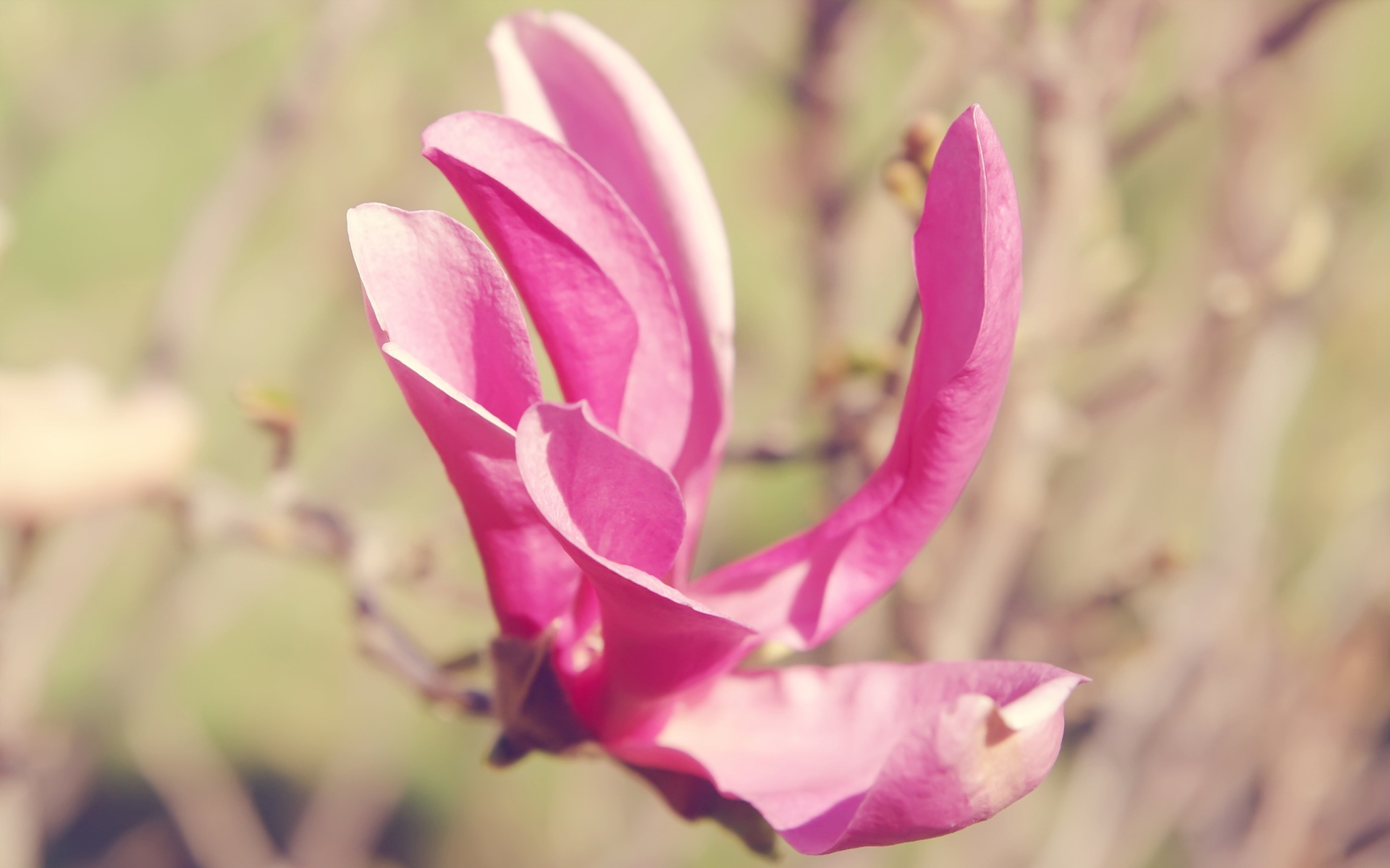 小清新,鸟语花香,花卉,儿童桌面专用