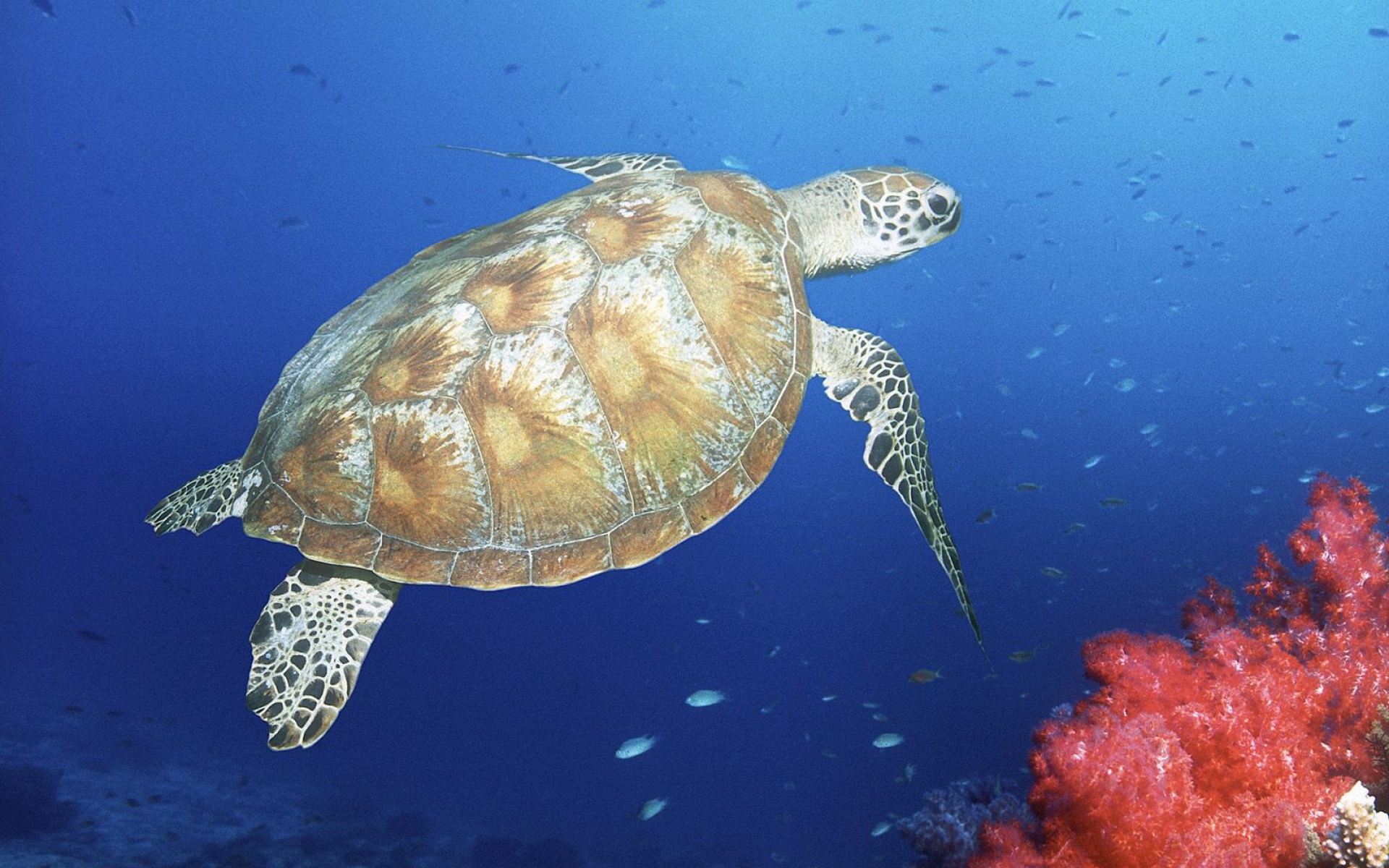 萌宠,鱼,海底世界,儿童桌面专用