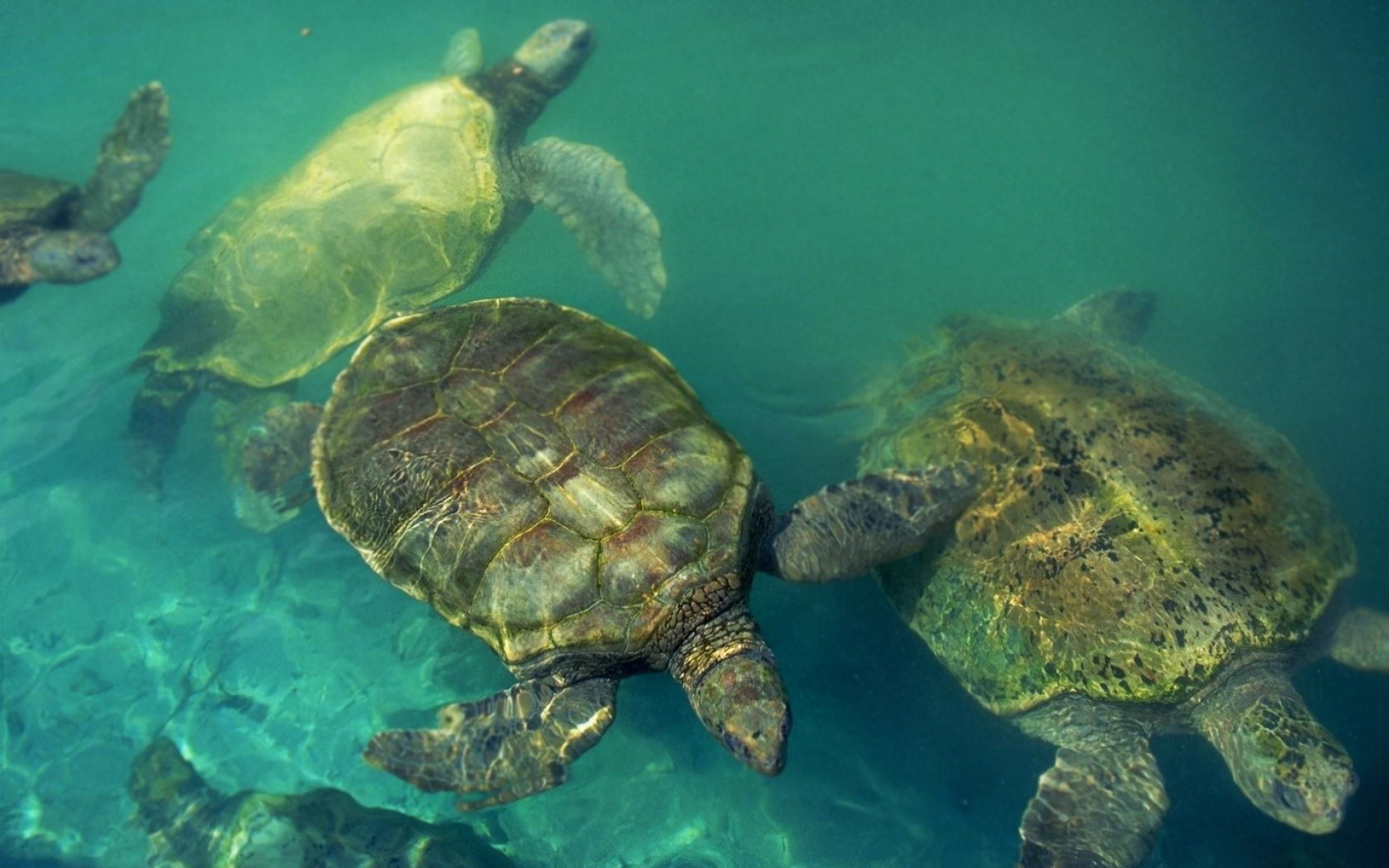 萌宠,海龟,海底世界,儿童桌面专用