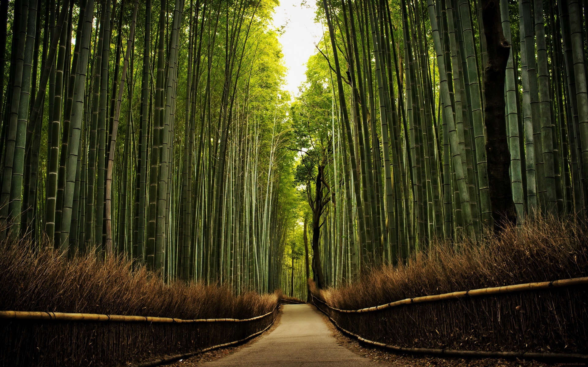 小清新,护眼壁纸,竹林