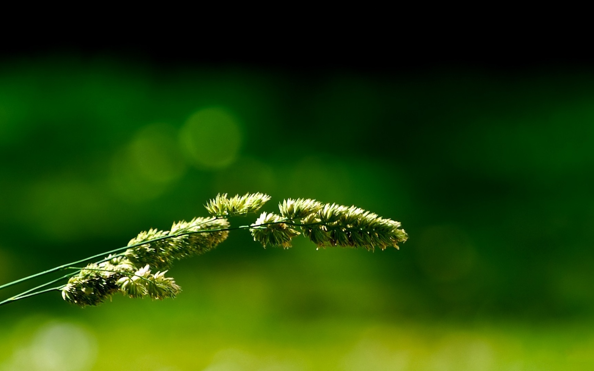 高清,植物,摄影,宽屏,微距,风光,风景,2012Y十月28D,儿童桌面专用