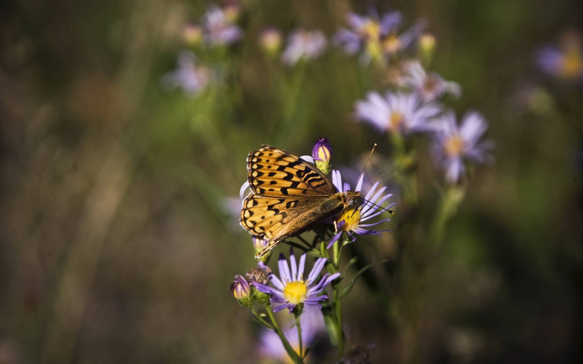 动物,蝴蝶,儿童桌面专用