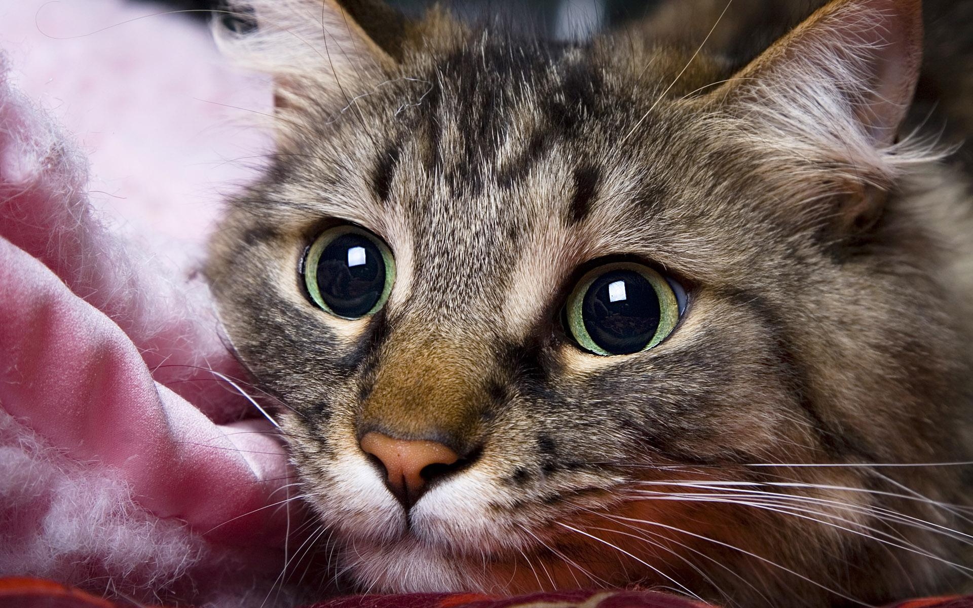 世界,名猫,宽屏,动物,高清,猫,儿童桌面专用