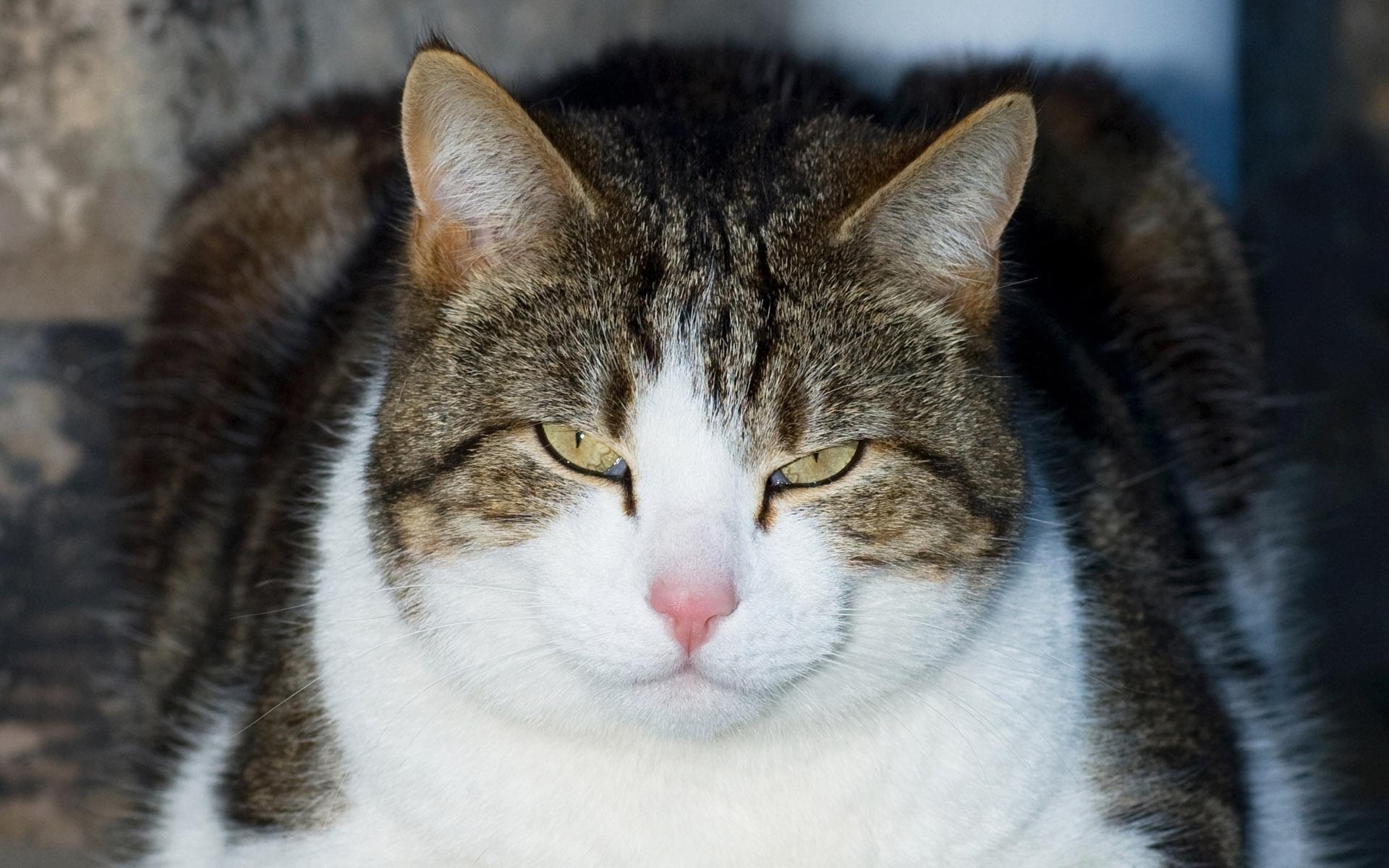 世界,名猫,宽屏,动物,高清,猫,儿童桌面专用