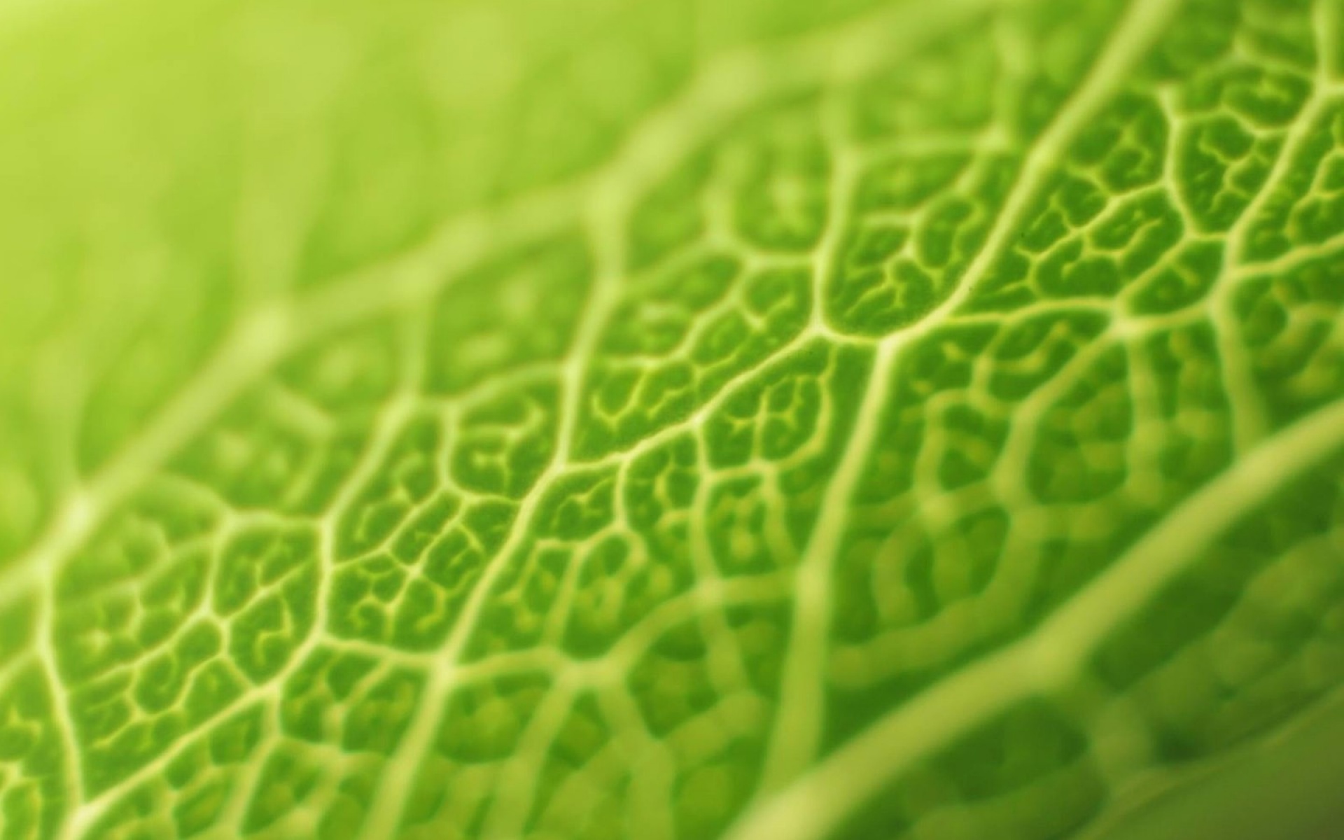 高清,植物,摄影,宽屏,微距,风光,风景,2012Y十月28D,儿童桌面专用