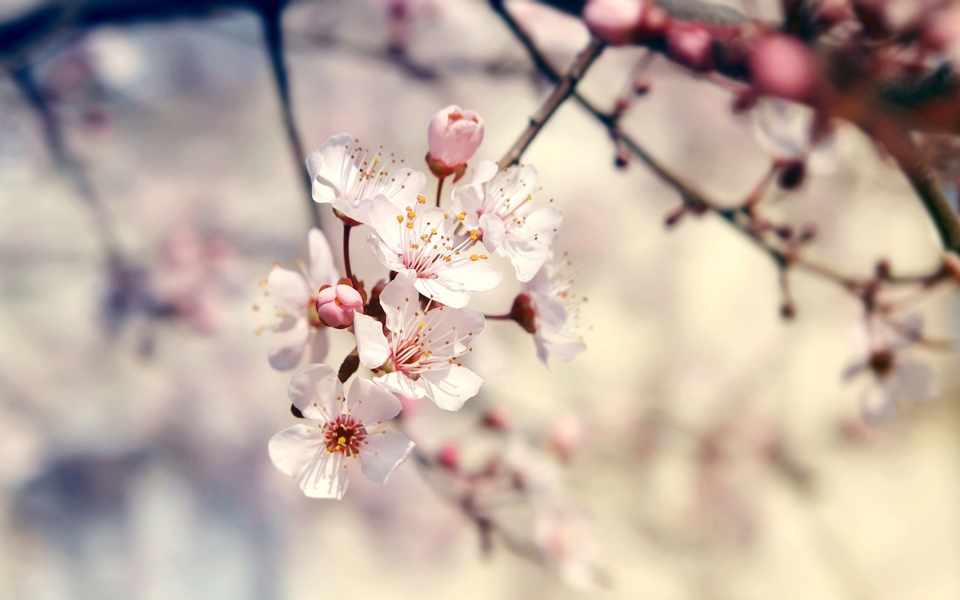 清新,植物,浪漫,美丽2012Y十月28D,儿童桌面专用