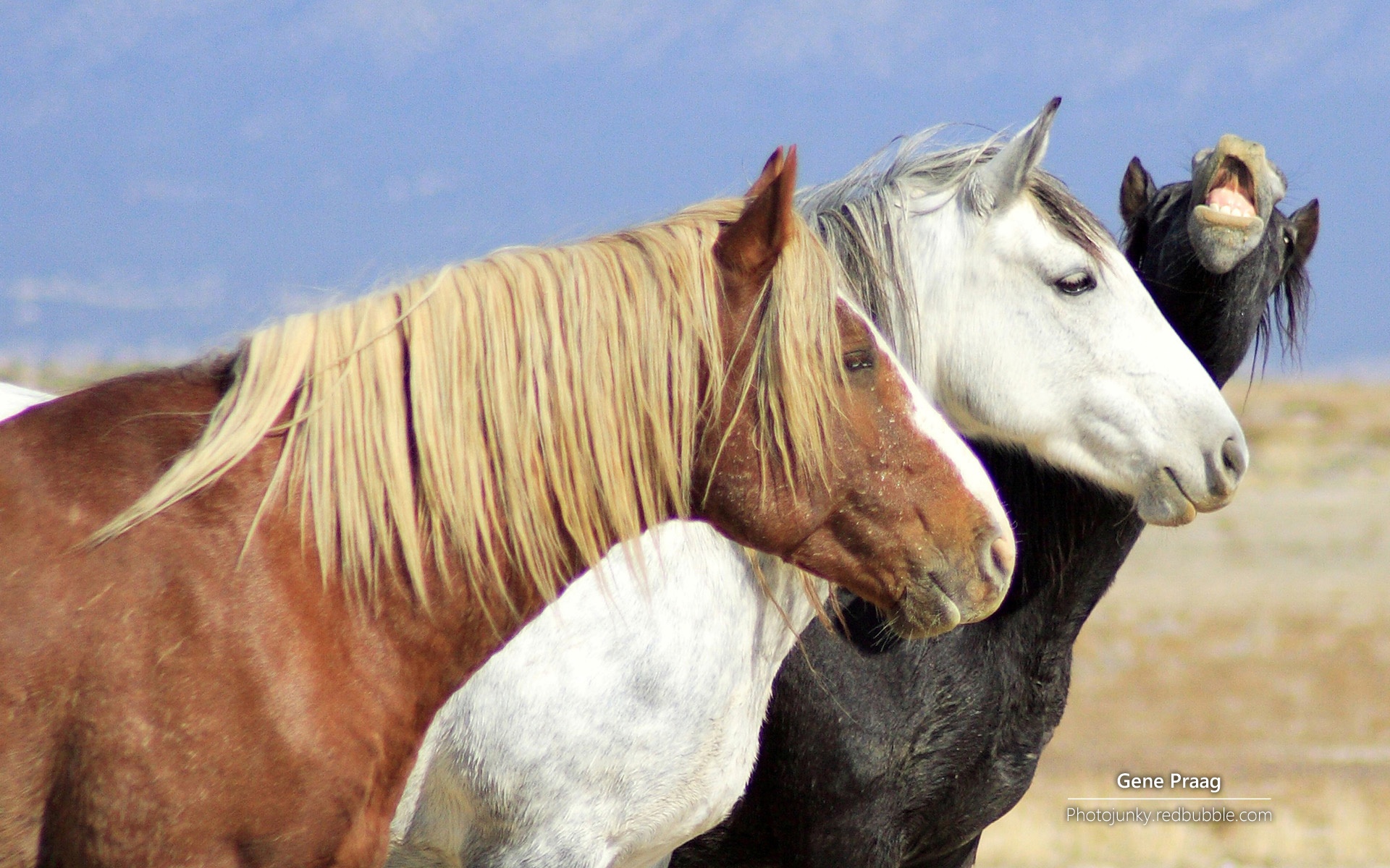 野马,大自然,野性之美,马,动物,宽屏,2012Y十月25D,儿童桌面专用