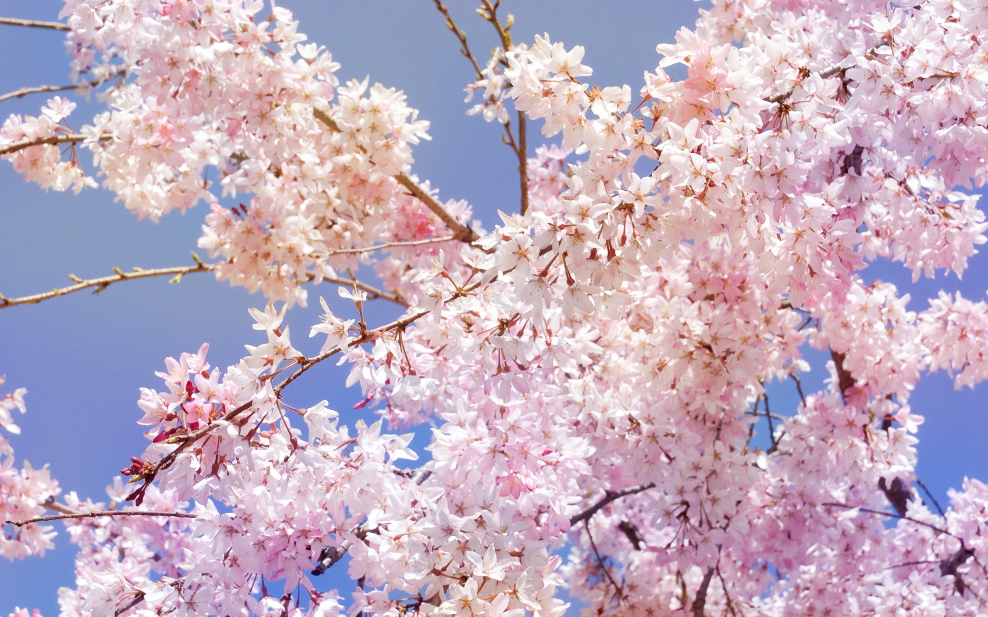 清新,花卉,浪漫,美丽2012Y十月28D,儿童桌面专用