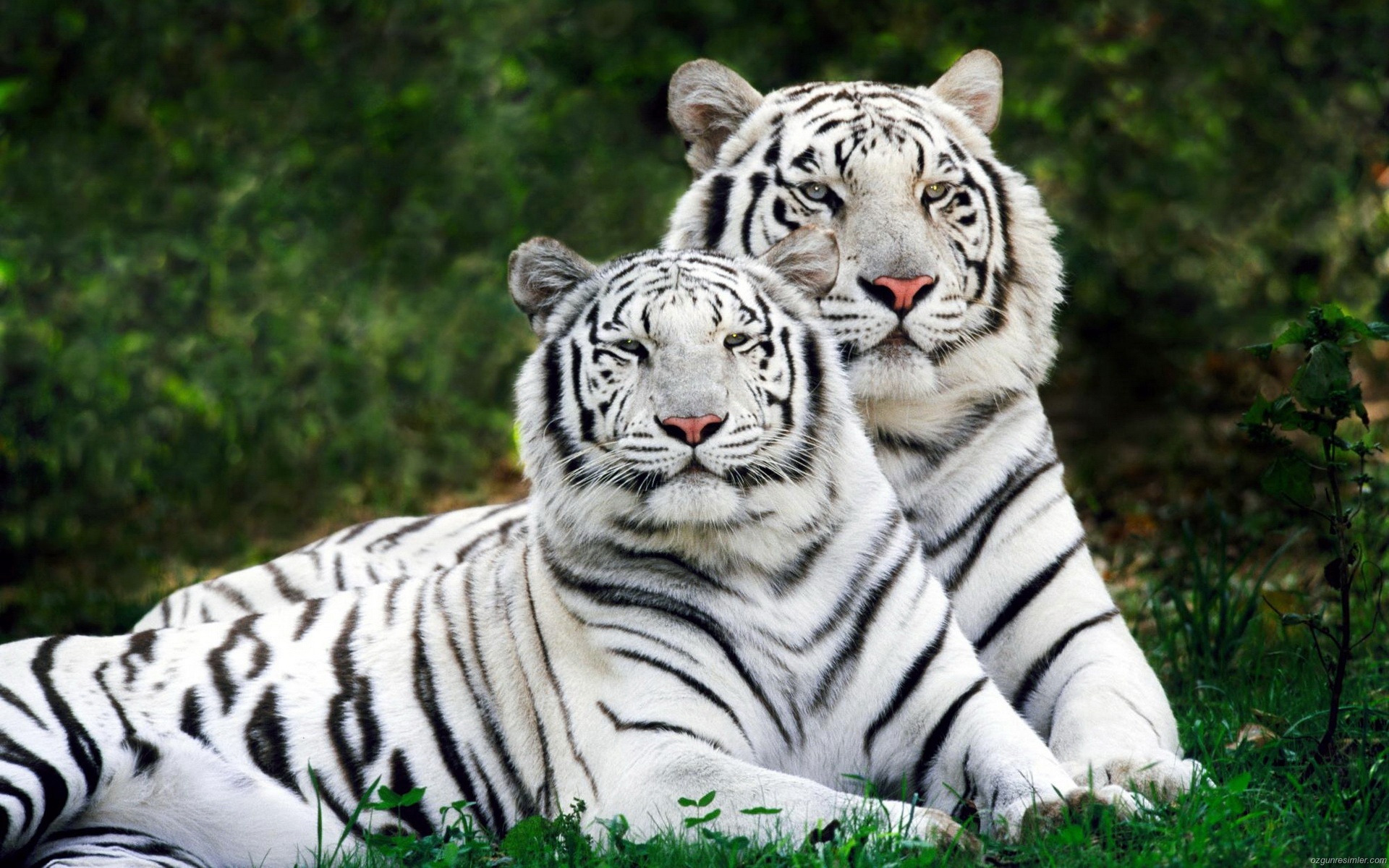 孟加拉虎,老虎,动物,虎,野生动物,2012Y十月28D,儿童桌面专用