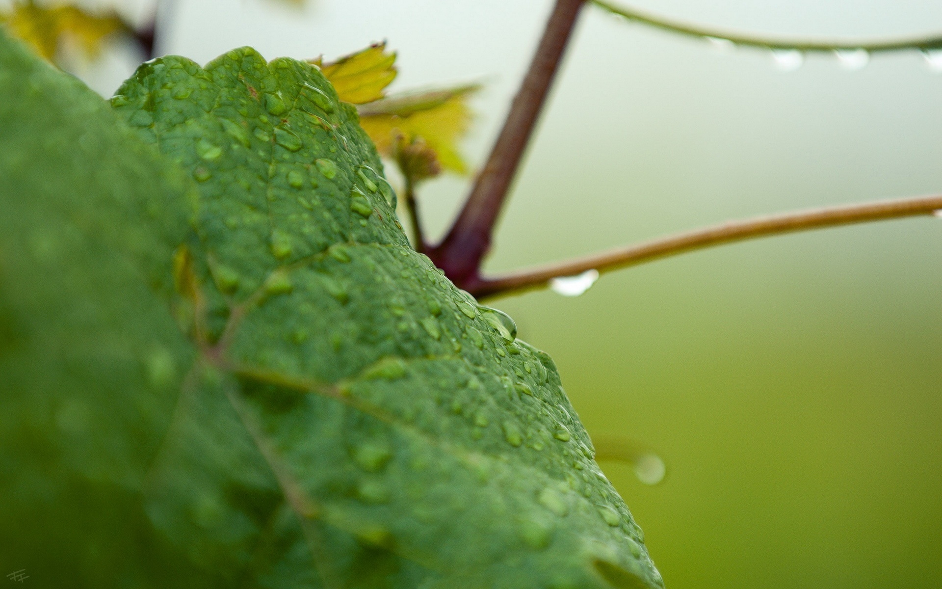 高清,植物,摄影,宽屏,微距,风光,风景,2012Y十月28D,儿童桌面专用