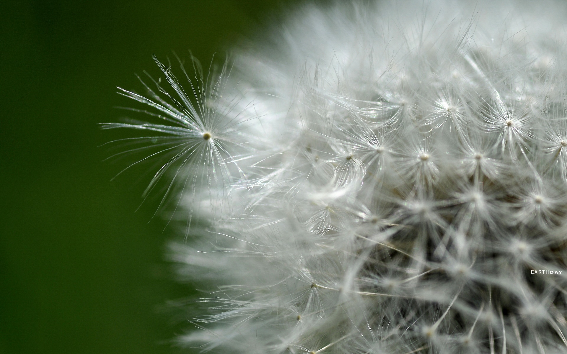 清新,花卉,浪漫,美丽,蒲公英2012Y十月28D,儿童桌面专用