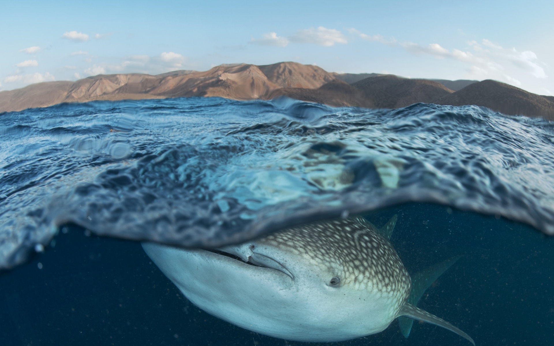 萌宠,鱼,海底世界,儿童桌面专用