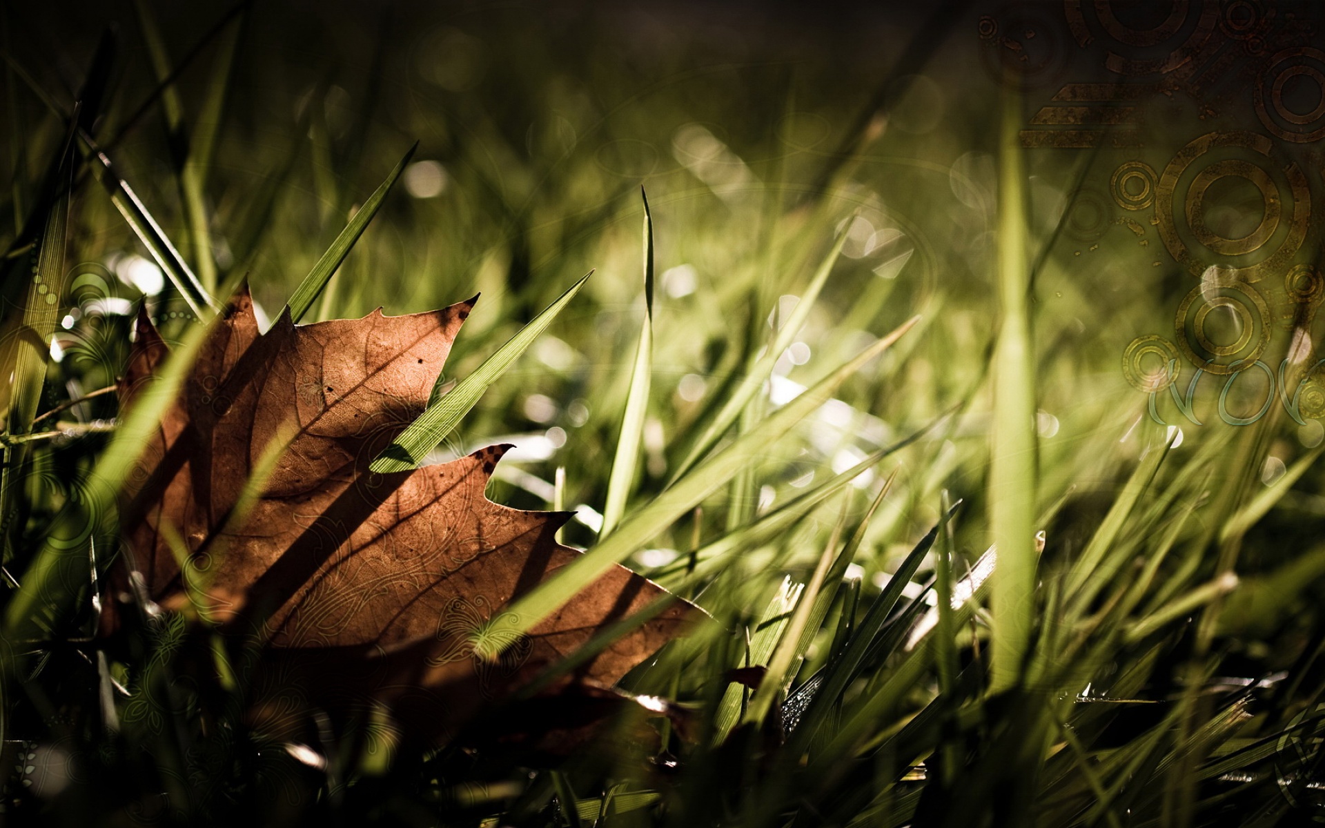 清新,植物,浪漫,美丽2012Y十月28D