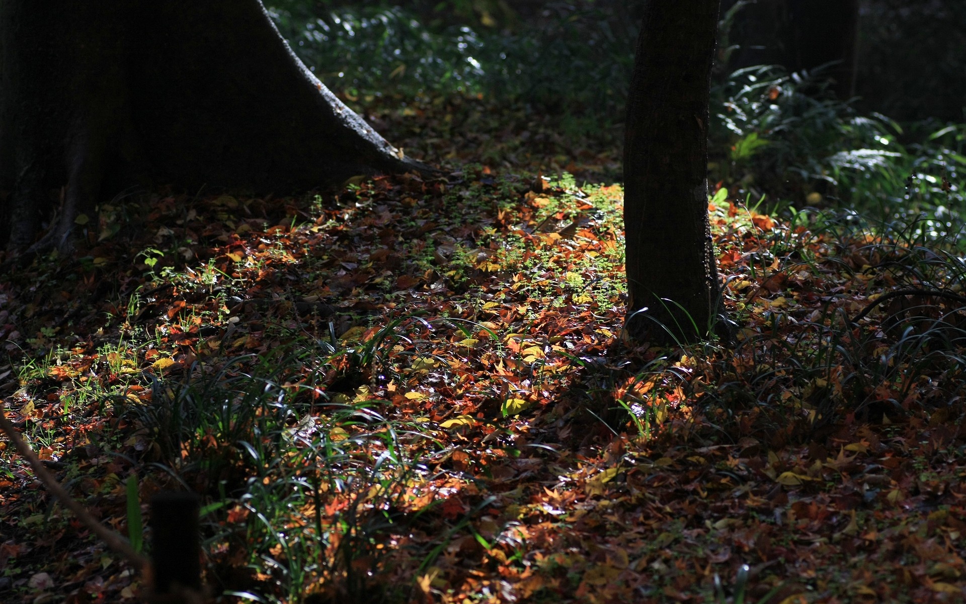 小清新,清新淡雅,日本,京都,下鸭神社,红叶,宽屏,2012Y十月24D