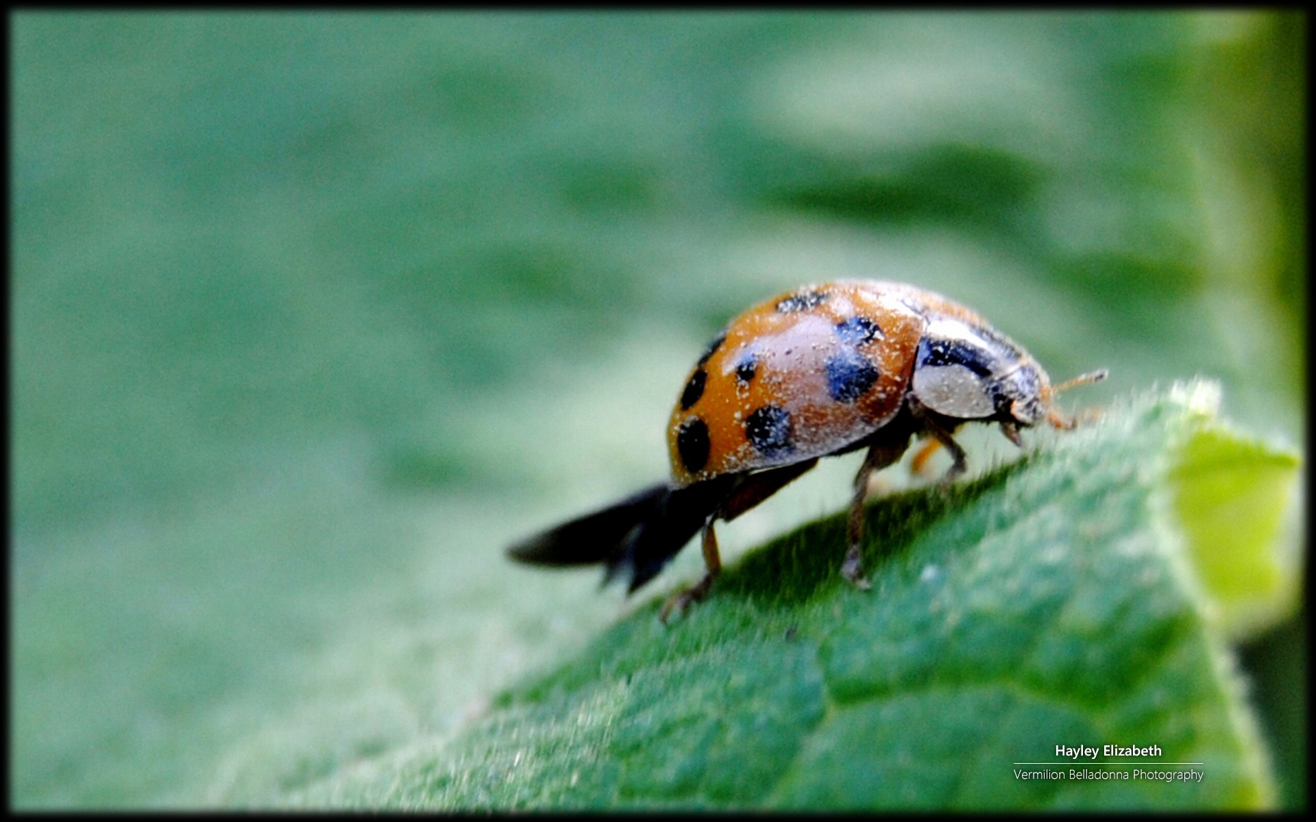 秘密花园,花,昆虫,摄影,宽屏,2012Y十月27D,儿童桌面专用