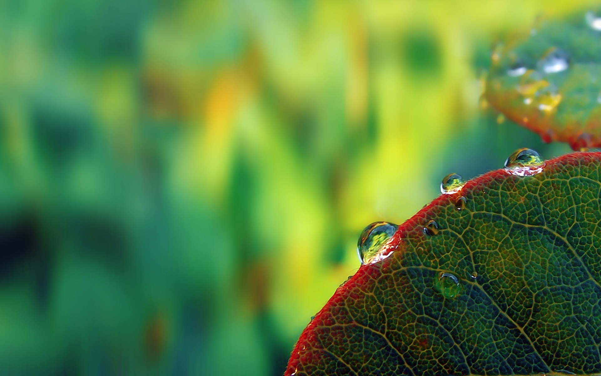 高清,植物,摄影,宽屏,微距,风光,风景,2012Y十月28D,儿童桌面专用