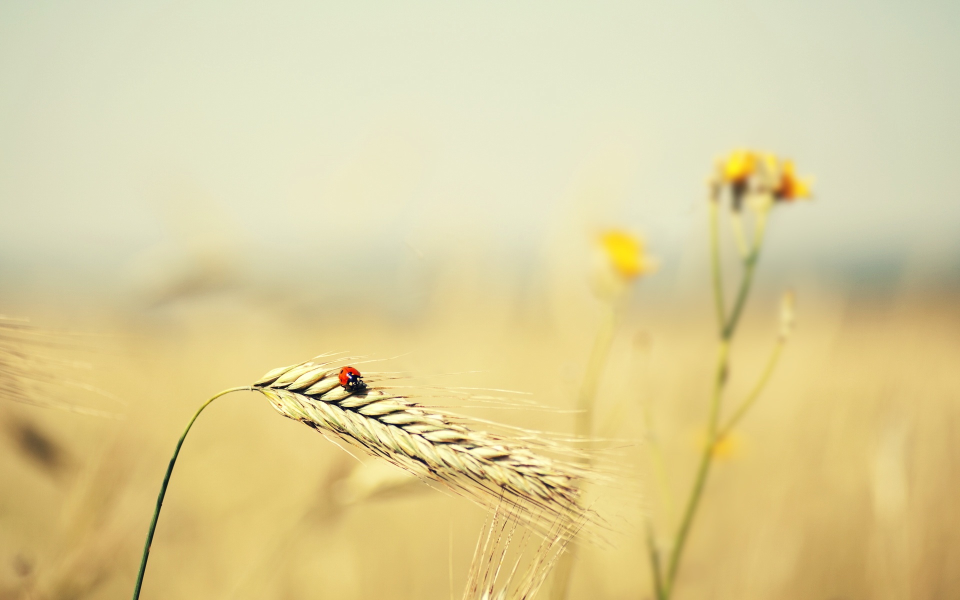 萌宠,瓢虫,2012Y十月27D,儿童桌面专用