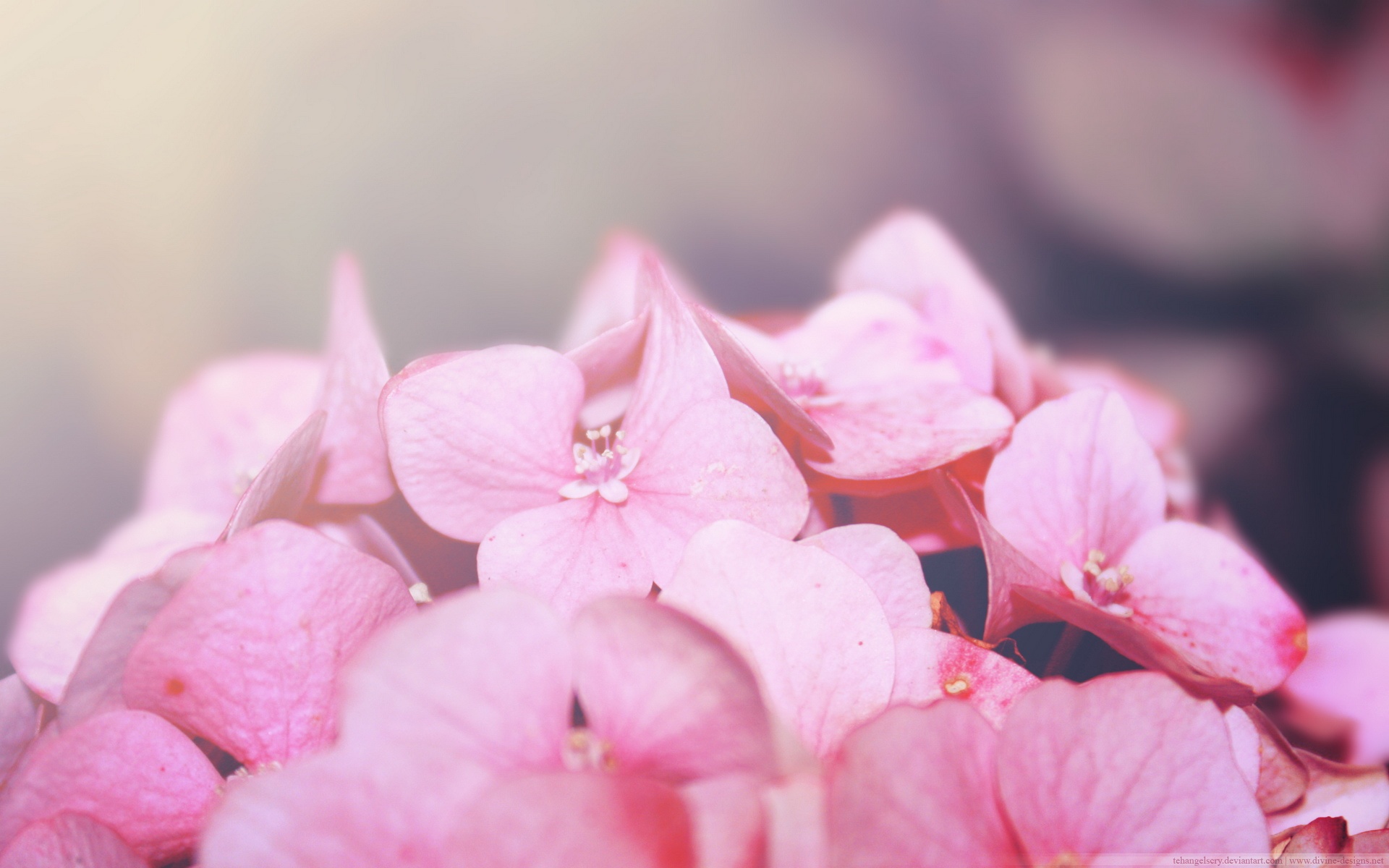 春暖花开,春天,花,植物,宽屏,2012Y十月26D,儿童桌面专用