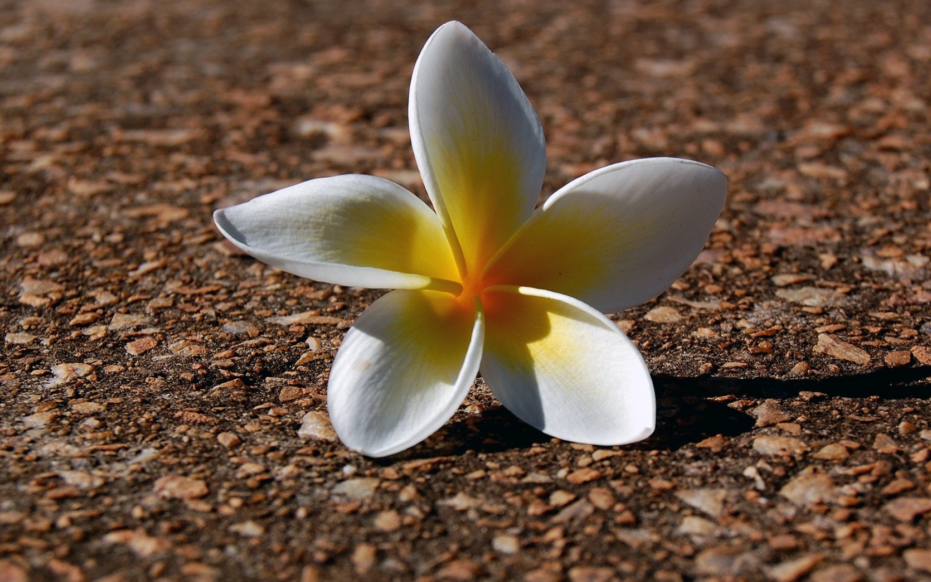 高清,植物,摄影,宽屏,微距,风光,风景,2012Y十月28D,儿童桌面专用