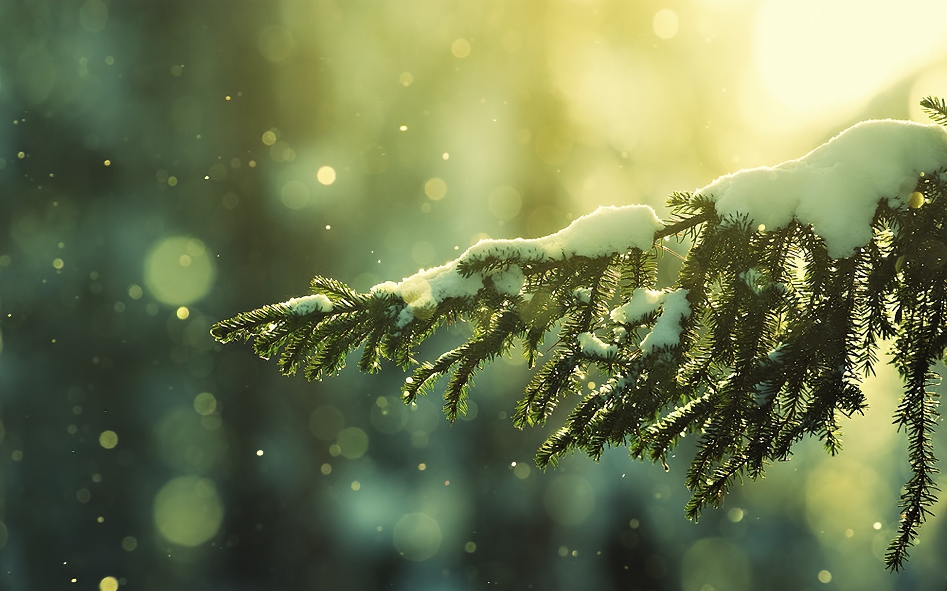 c1四零六,高清,植物,摄影,宽屏,微距,风光,风景,2012Y十月28D,儿童桌面专用