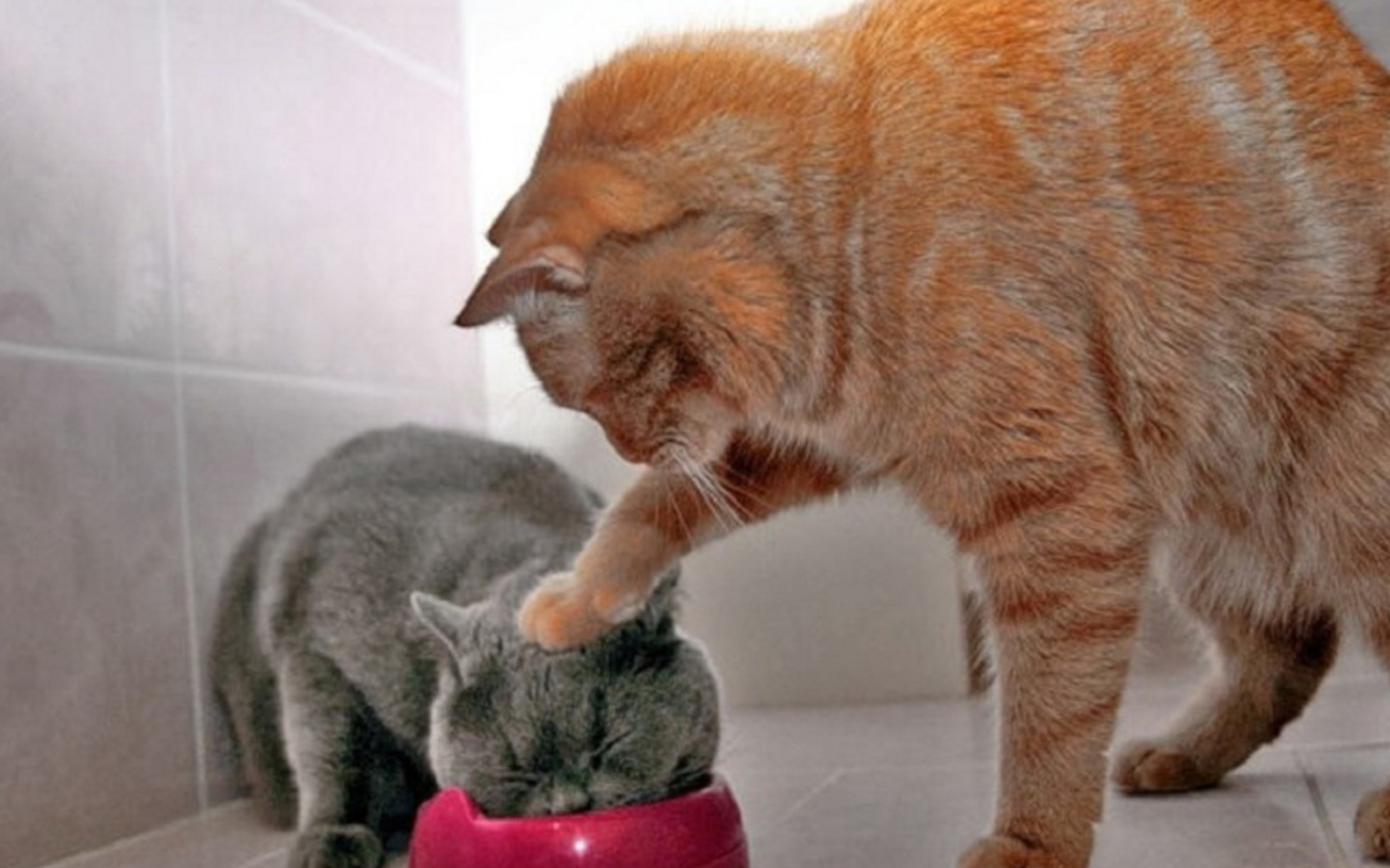 猫猫咪,可爱,猫,宽屏,1080p,动物,2012Y十月26D,儿童桌面专用