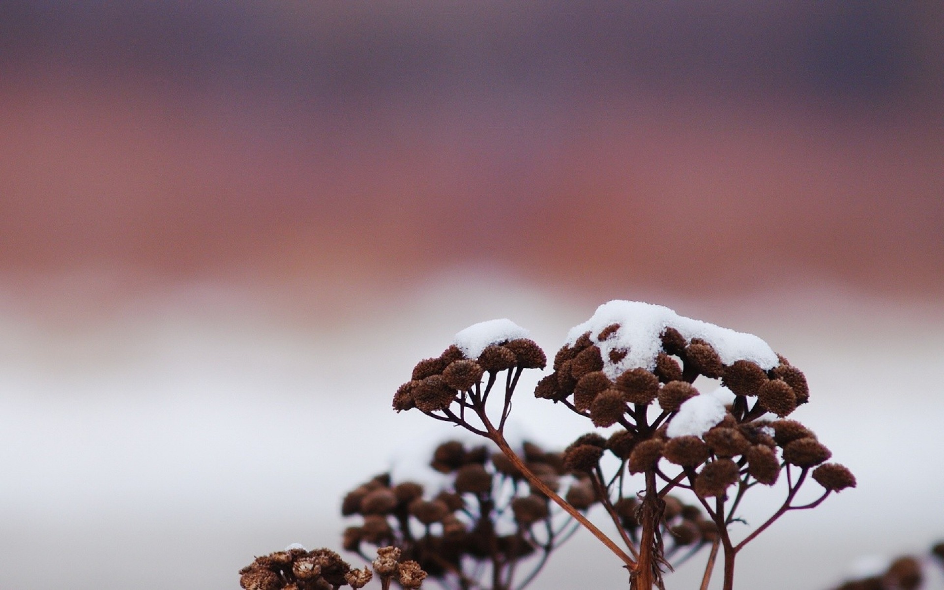 c1四零六,高清,植物,摄影,宽屏,微距,风光,风景,2012Y十月28D,儿童桌面专用