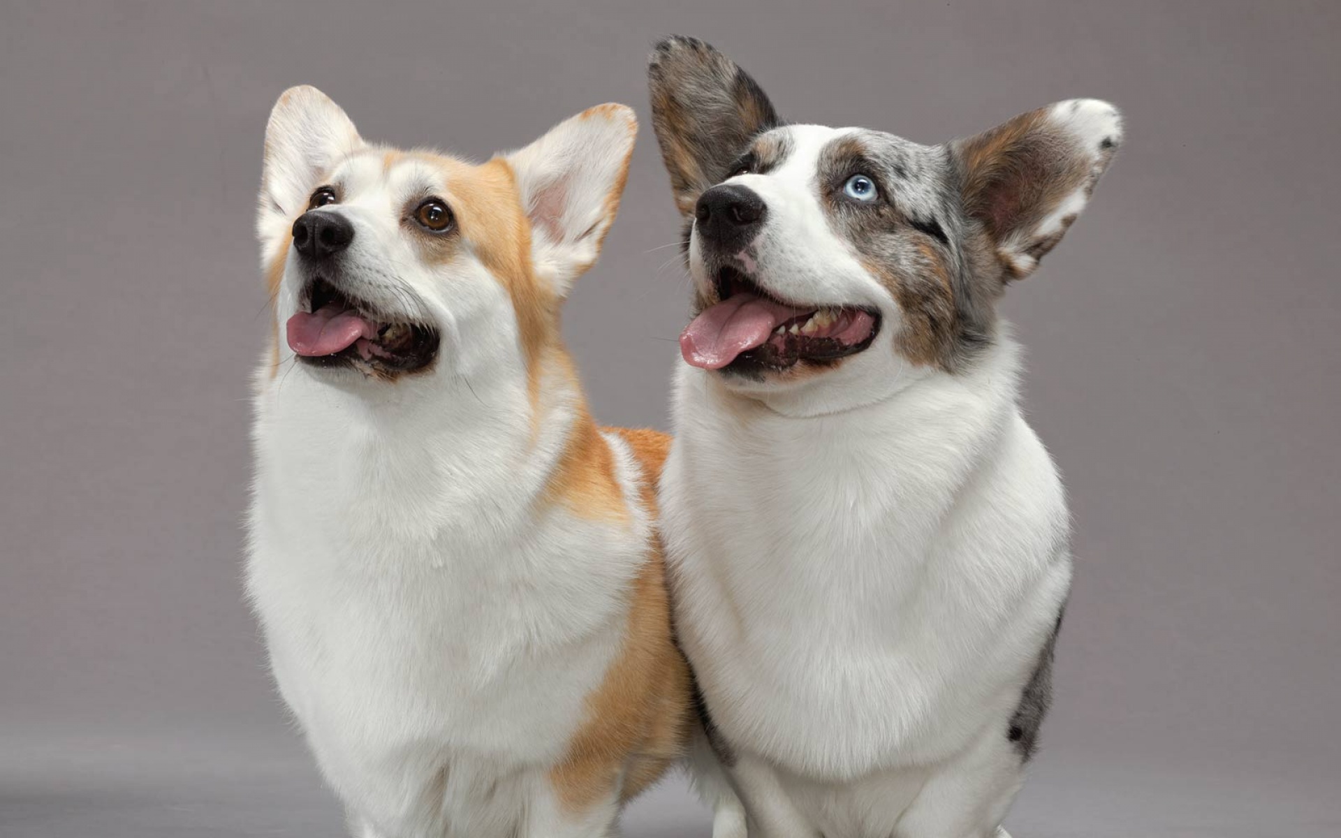 萌宠,汪星人,国家地理杂志,2012年,二月,精美,摄影,2012Y十月27D,儿童桌面专用