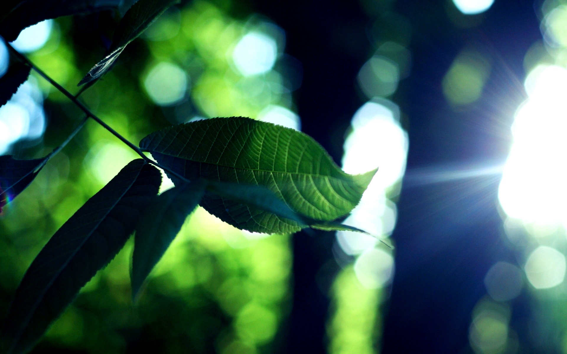 清新,植物,浪漫,美丽2012Y十月28D,儿童桌面专用