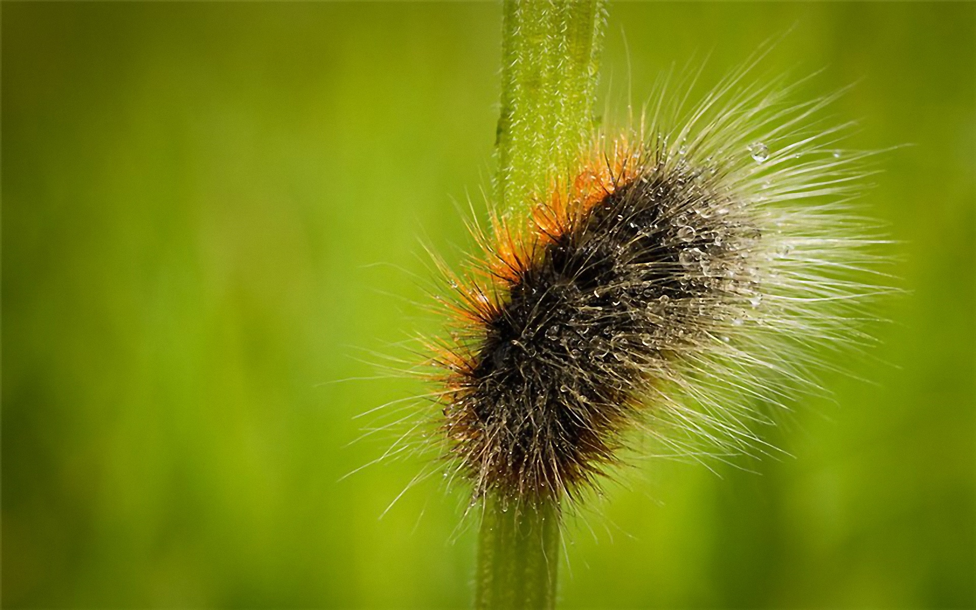 清新,植物,浪漫,美丽2012Y十月28D,儿童桌面专用